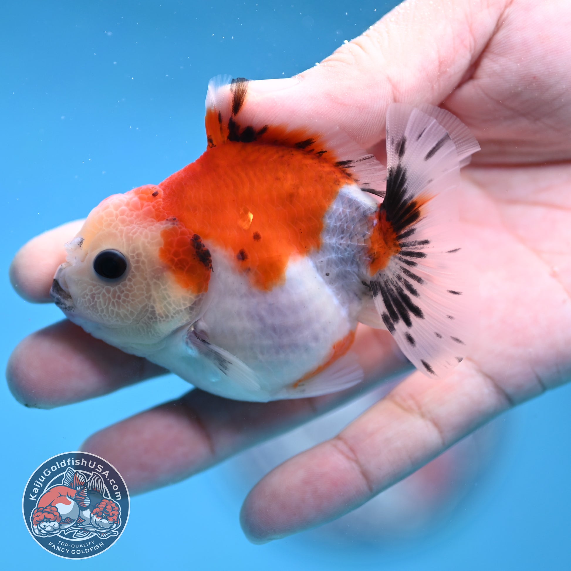 Juvenile Oranda 2.5 inch Body (260116_OR15)