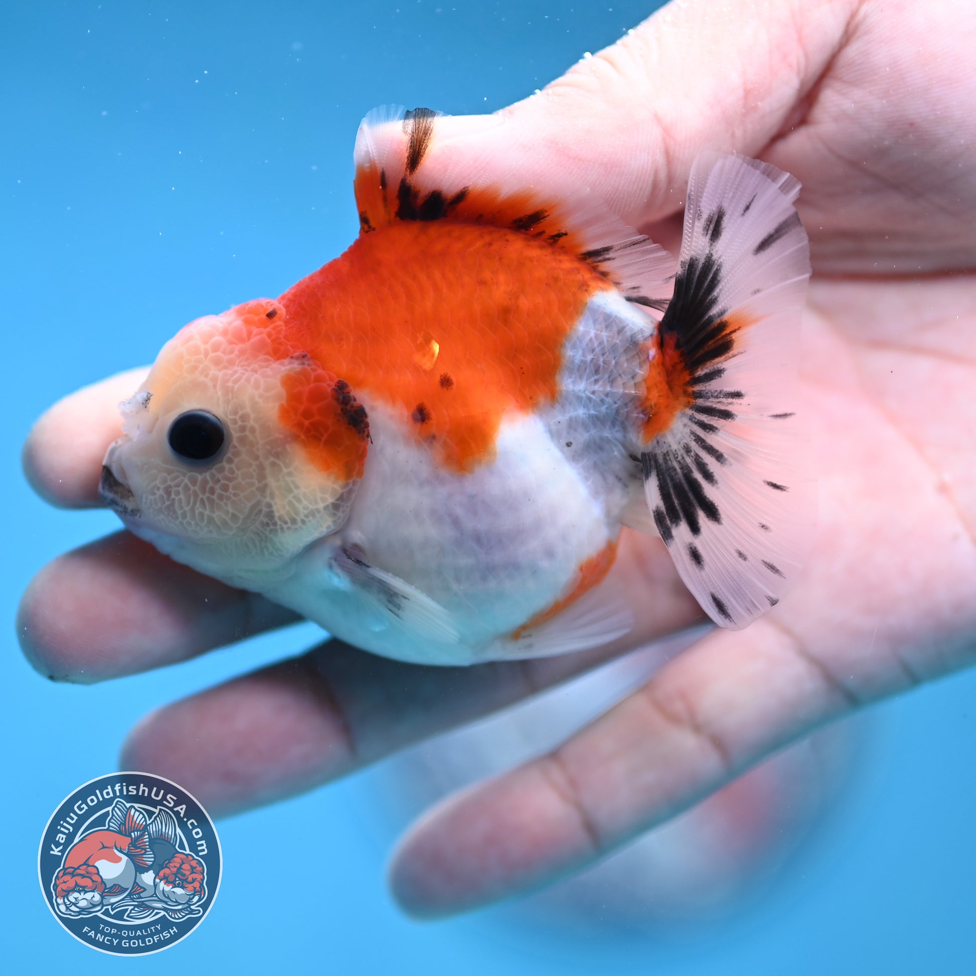 Juvenile Oranda 2.5 inch Body (260116_OR15)