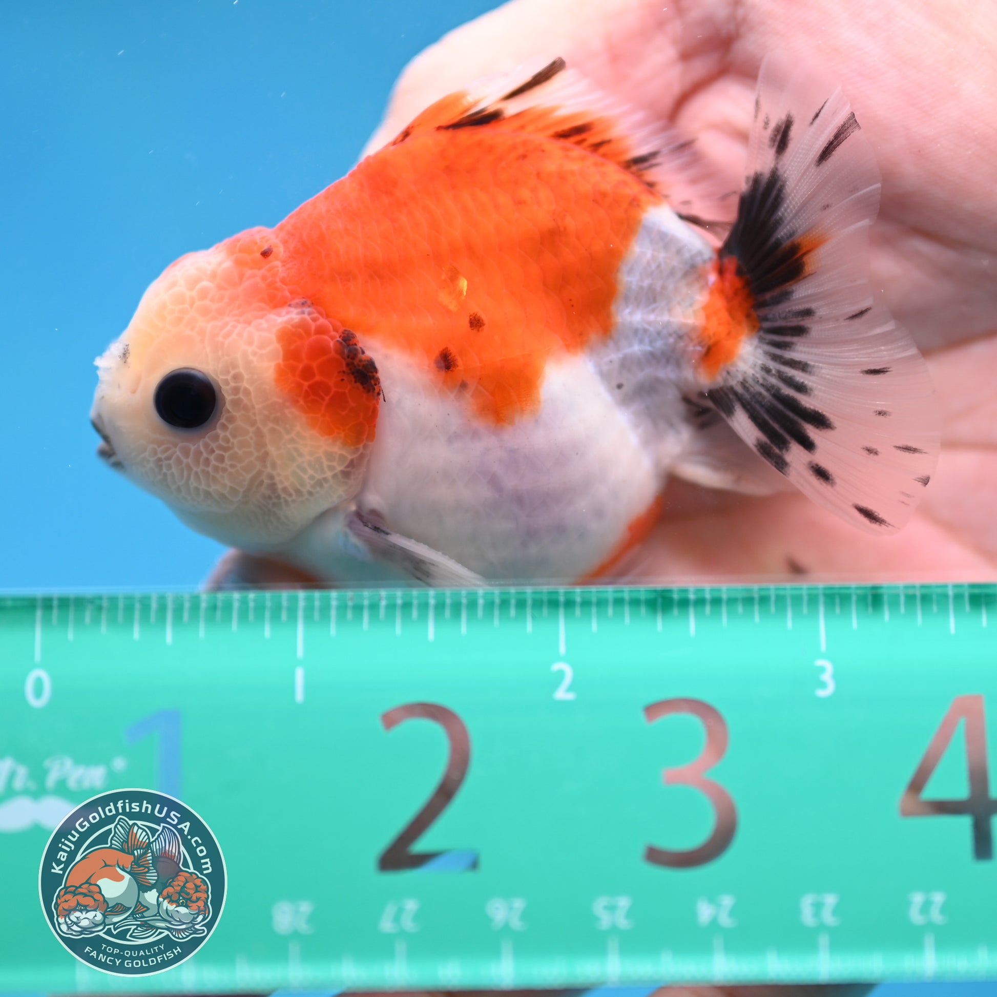Juvenile Oranda 2.5 inch Body (260116_OR15)