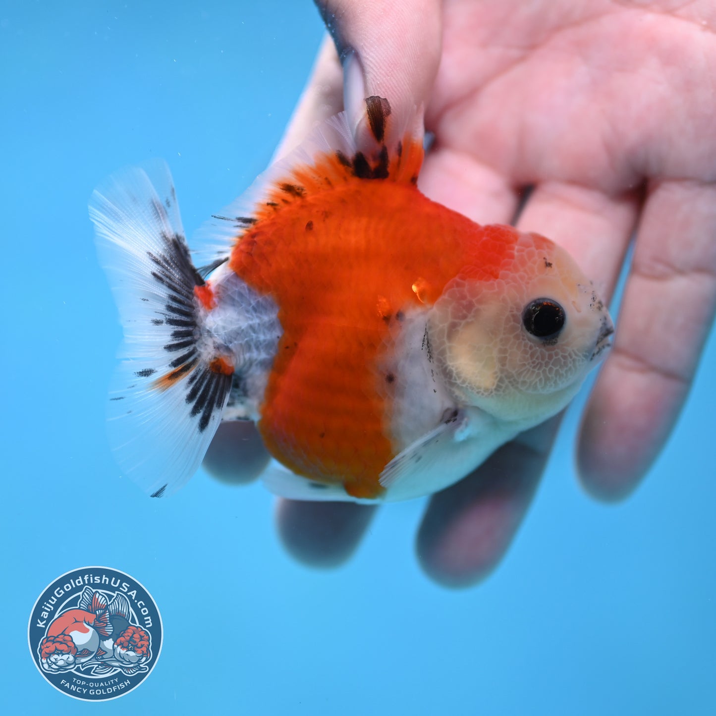 Juvenile Oranda 2.5 inch Body (260116_OR15)
