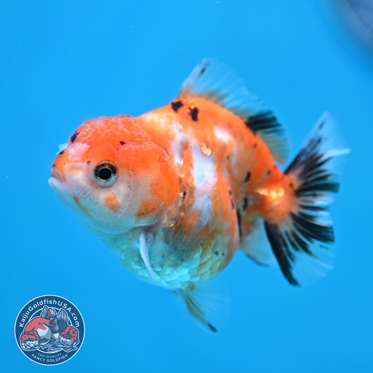 Juvenile Oranda 2.5 inch Body (260116_OR16)