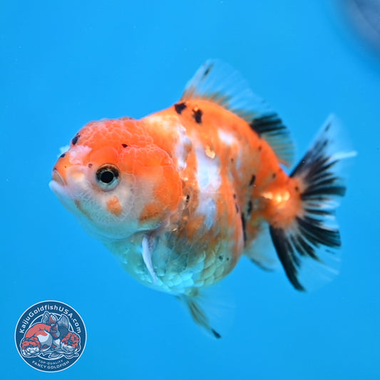 Juvenile Oranda 2.5 inch Body (260116_OR16)