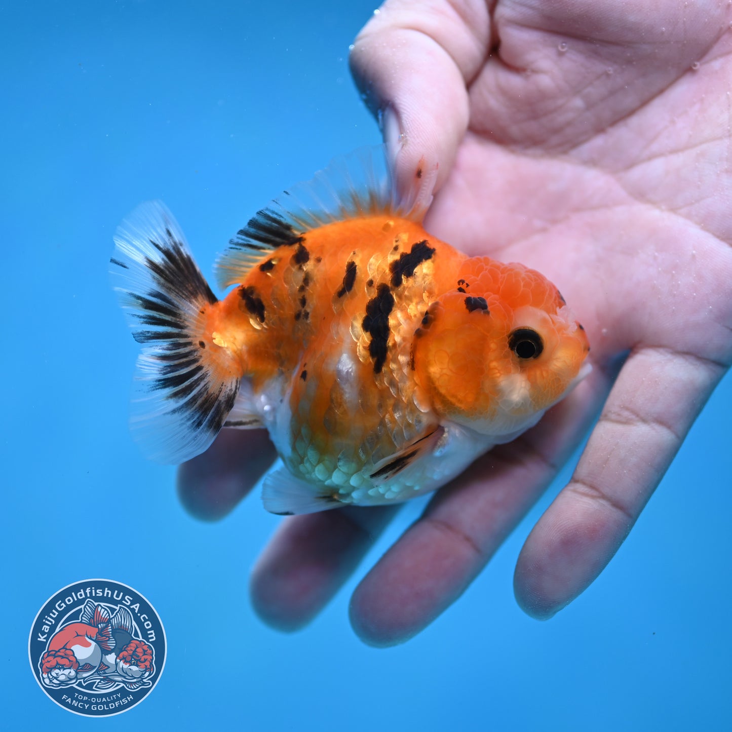 Juvenile Oranda 2.5 inch Body (260116_OR16)