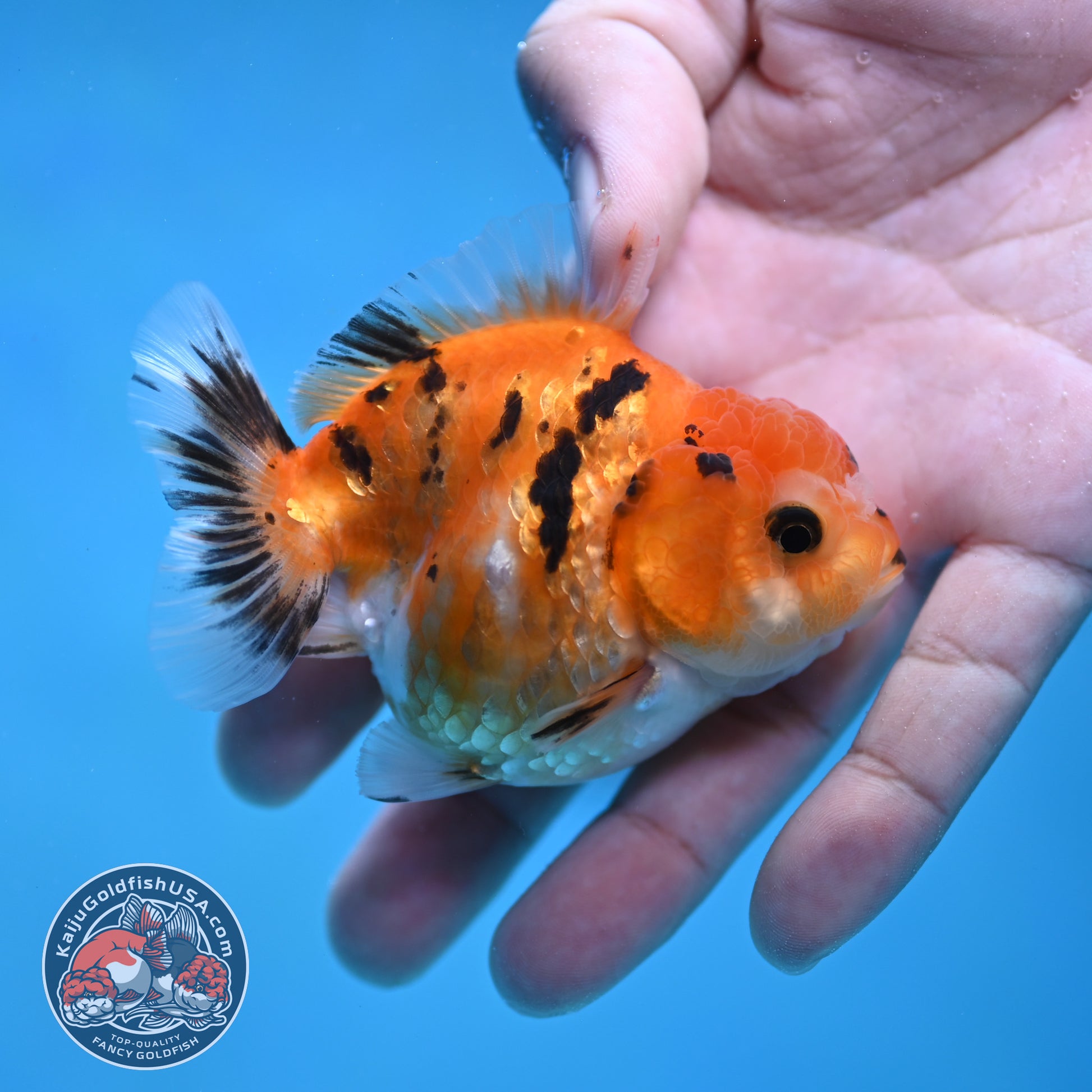 Juvenile Oranda 2.5 inch Body (260116_OR16)