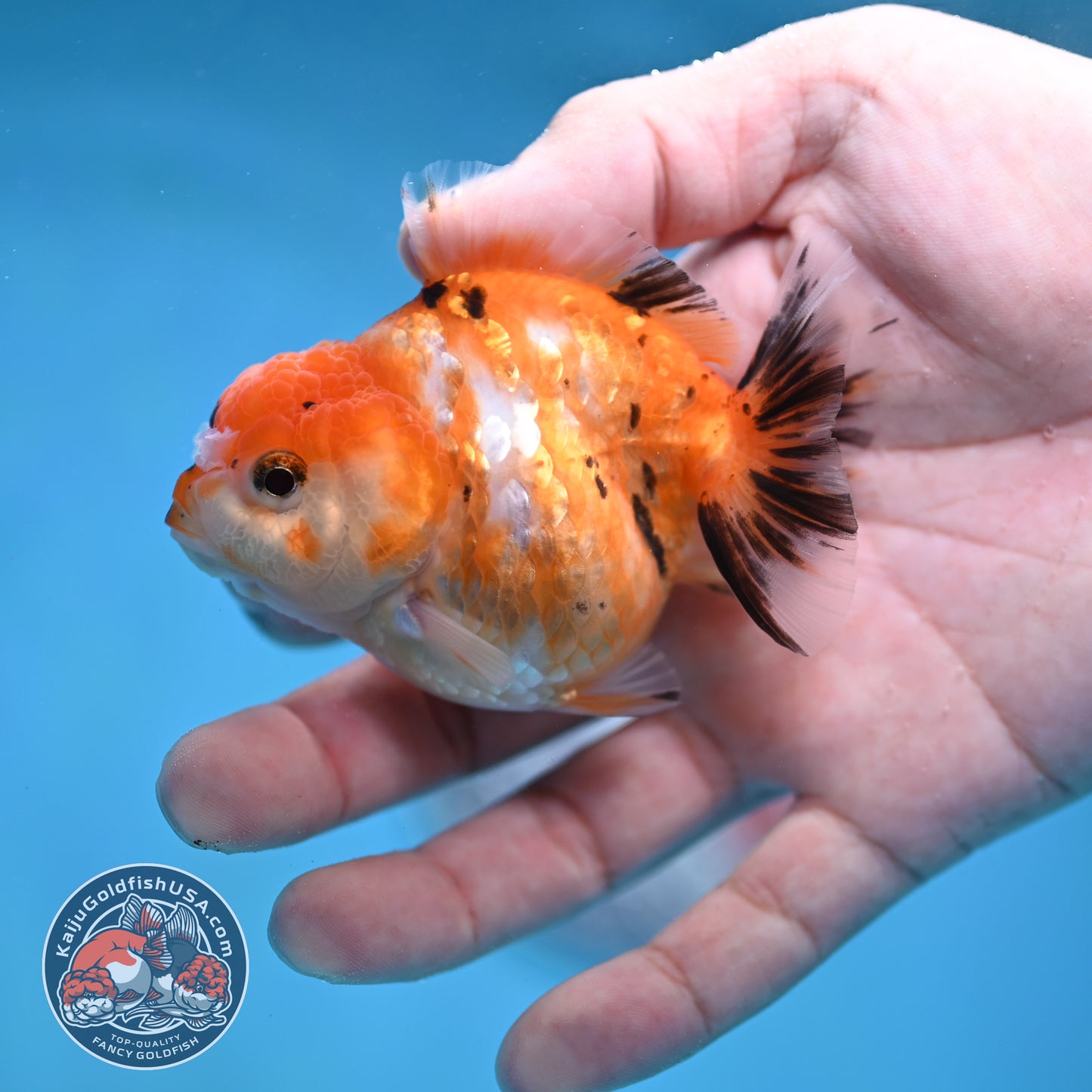 Juvenile Oranda 2.5 inch Body (260116_OR16)