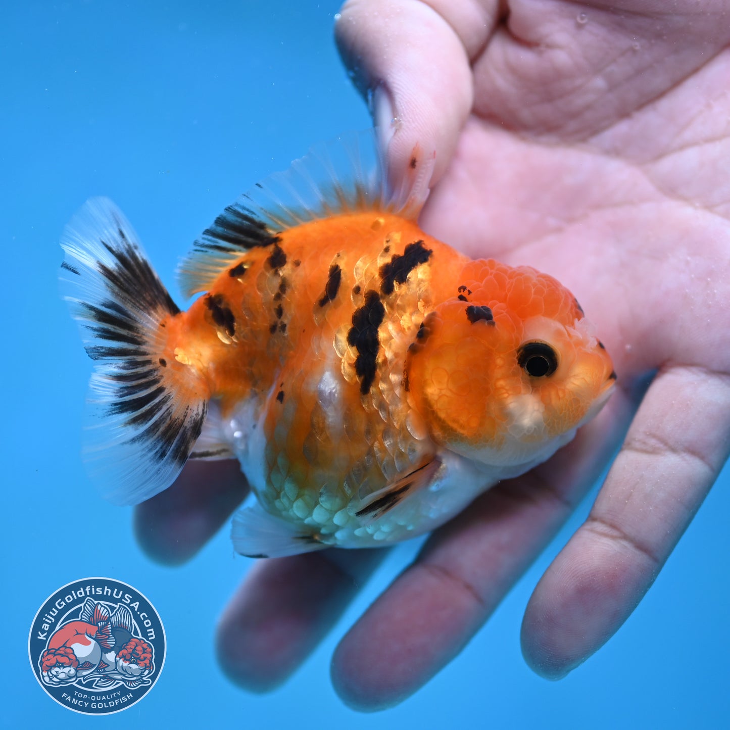 Juvenile Oranda 2.5 inch Body (260116_OR16)