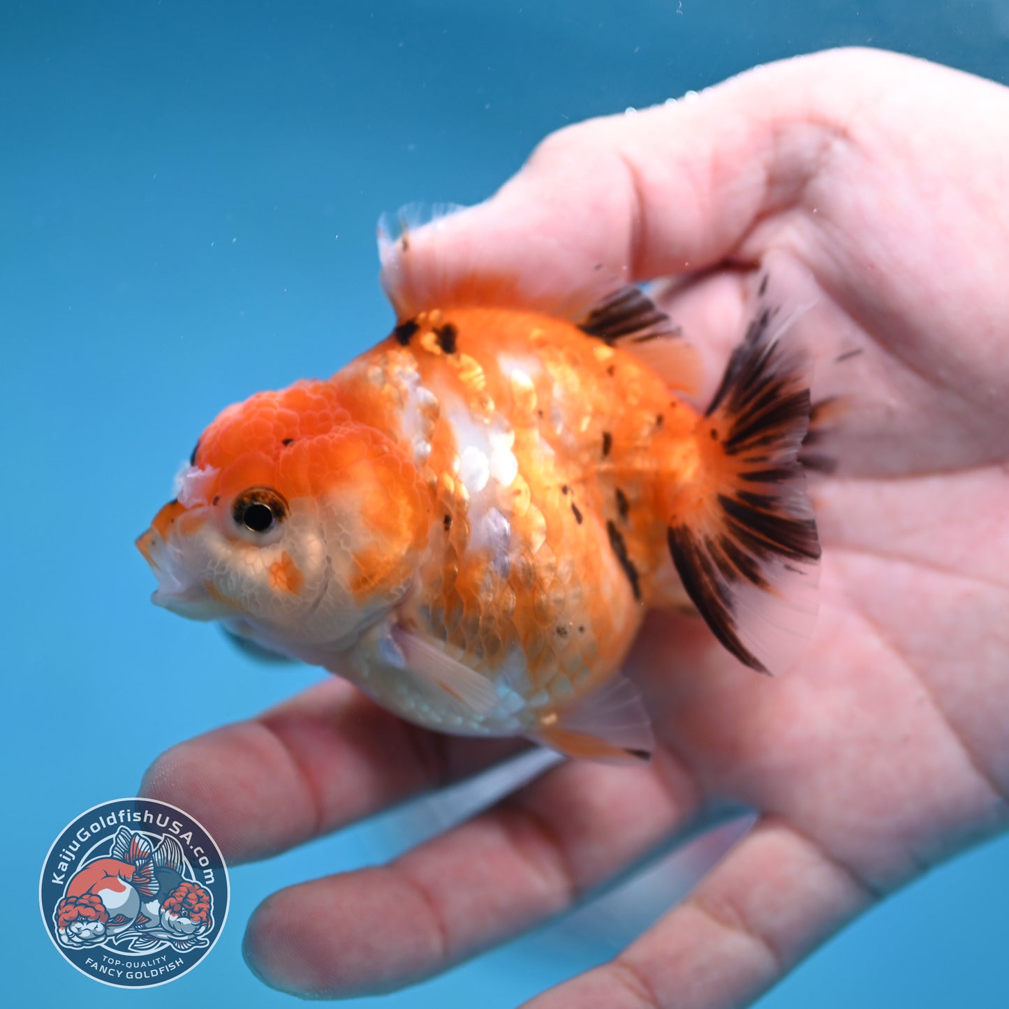 Juvenile Oranda 2.5 inch Body (260116_OR16)