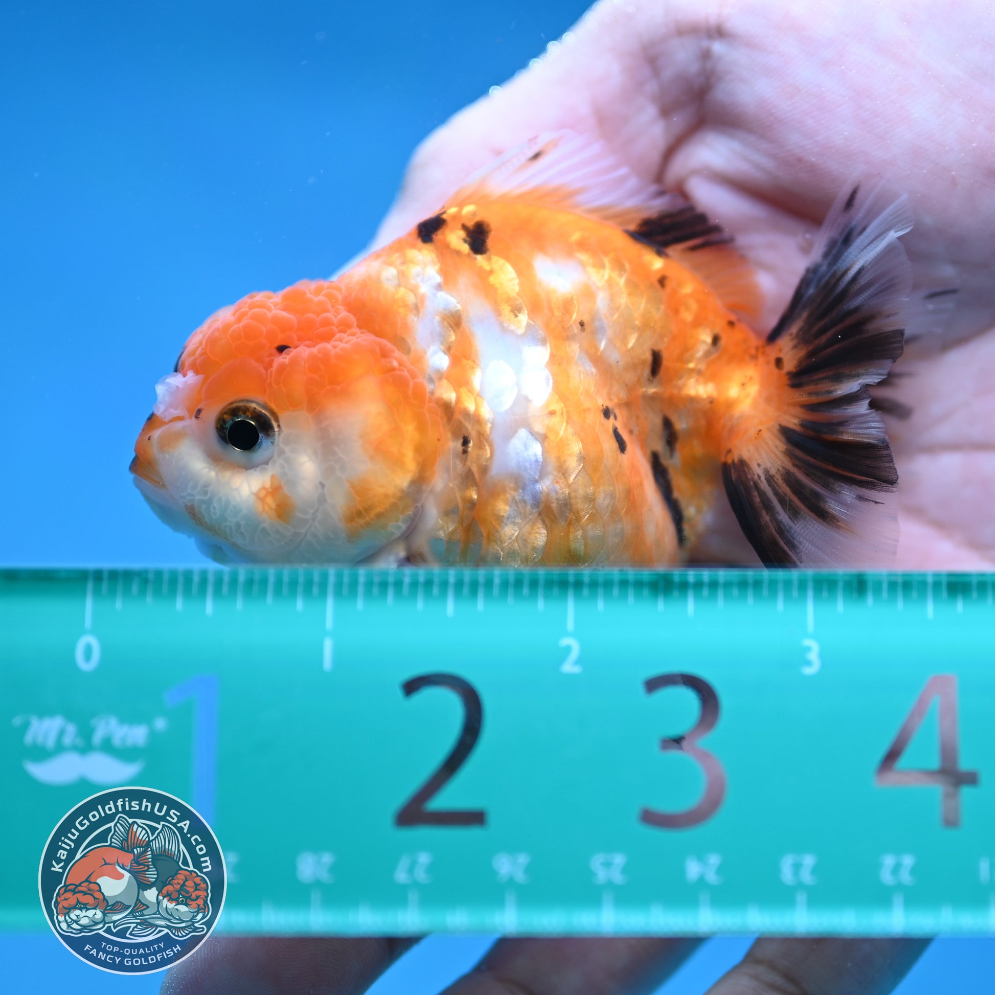 Juvenile Oranda 2.5 inch Body (260116_OR16)