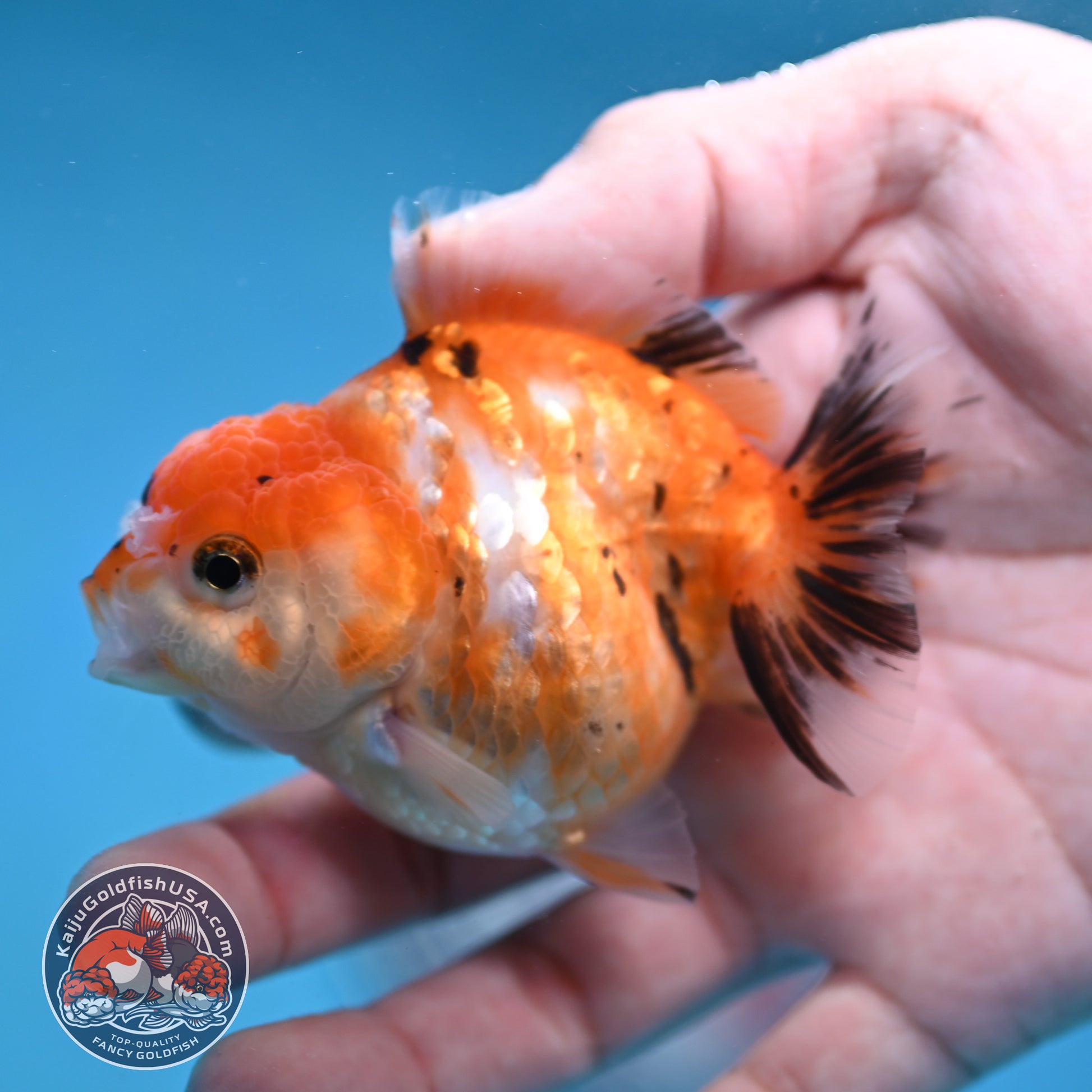 Juvenile Oranda 2.5 inch Body (260116_OR16)