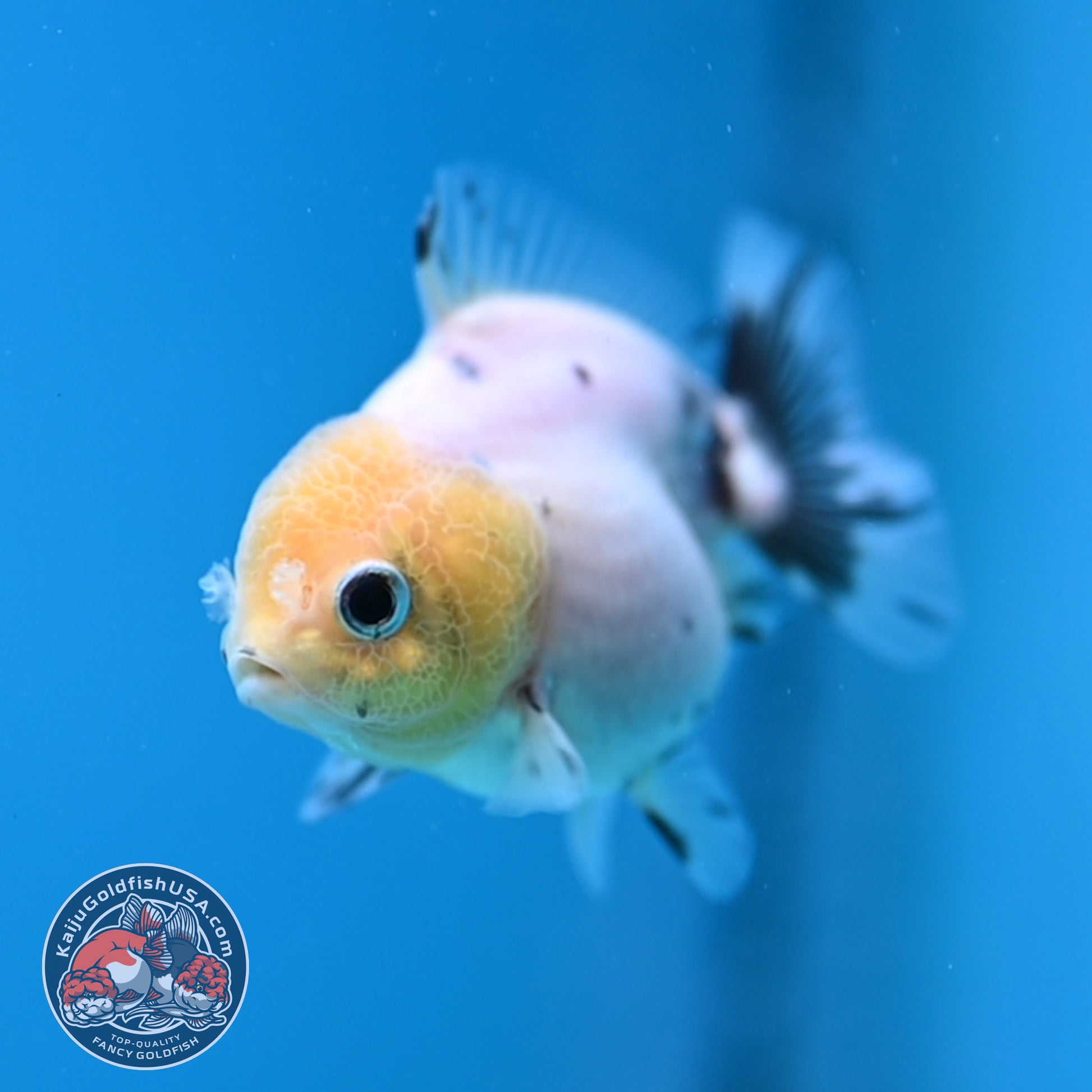 Juvenile Oranda 2.5 inch Body (260116_OR17)