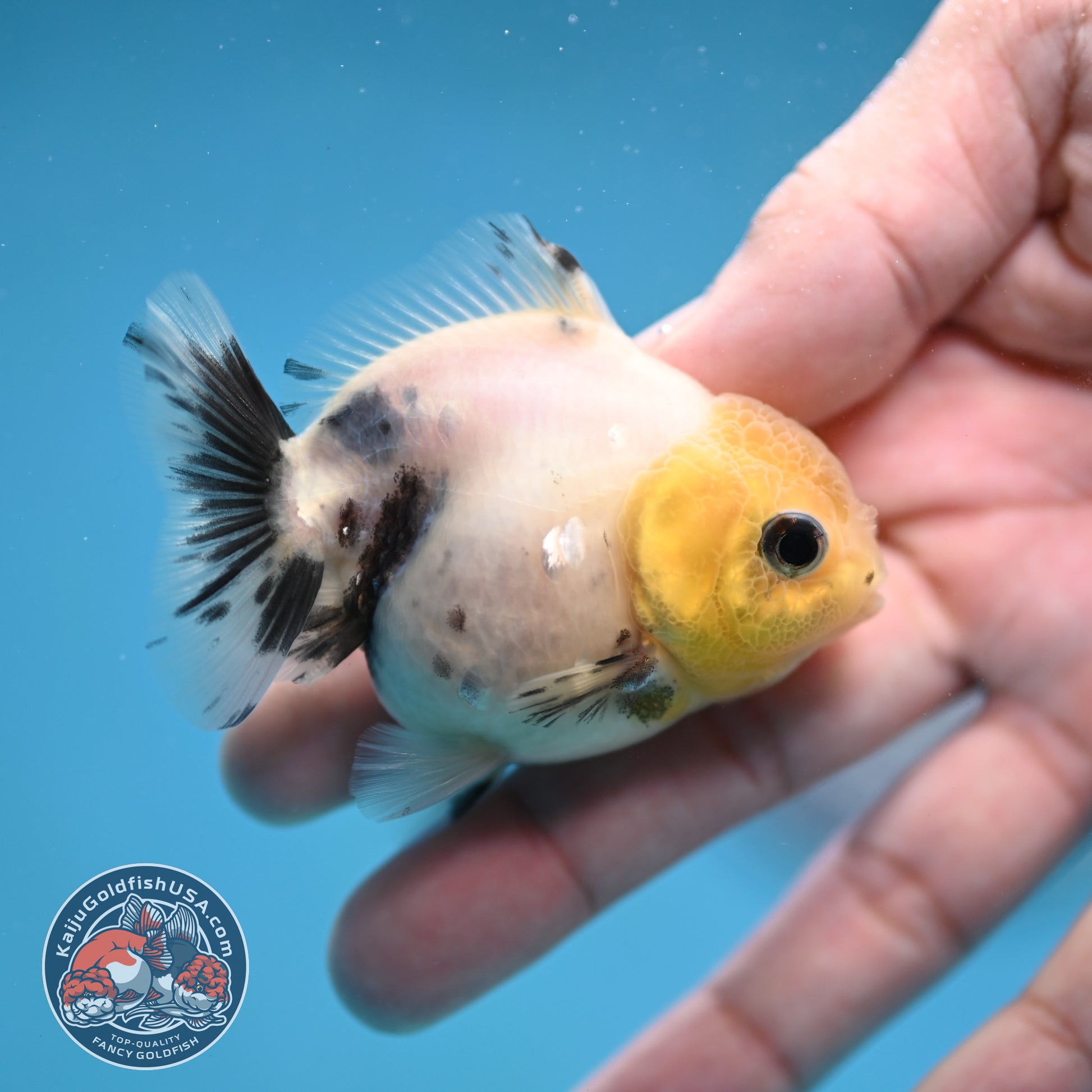 Juvenile Oranda 2.5 inch Body (260116_OR17)