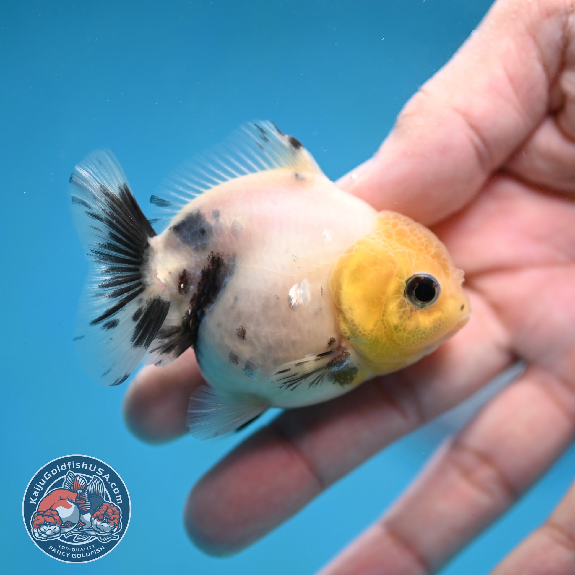 Juvenile Oranda 2.5 inch Body (260116_OR17)