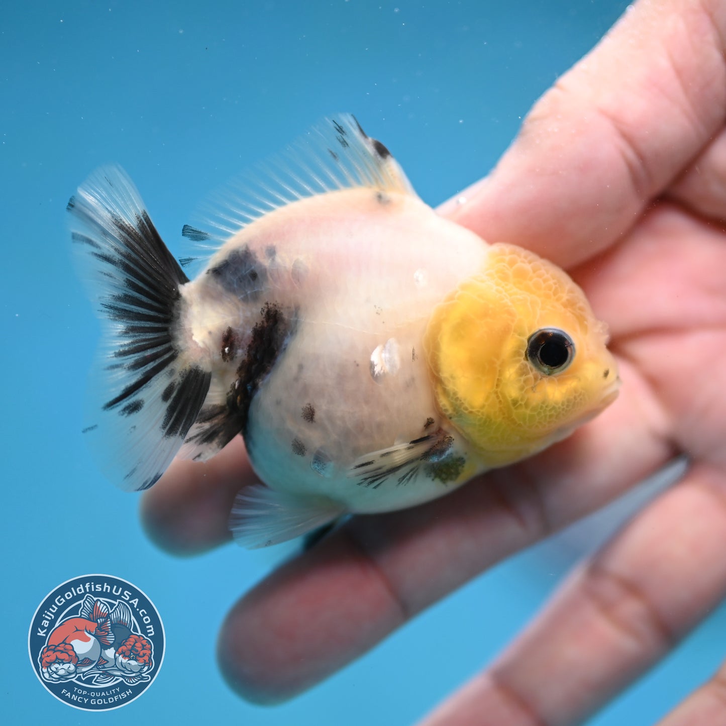 Juvenile Oranda 2.5 inch Body (260116_OR17)