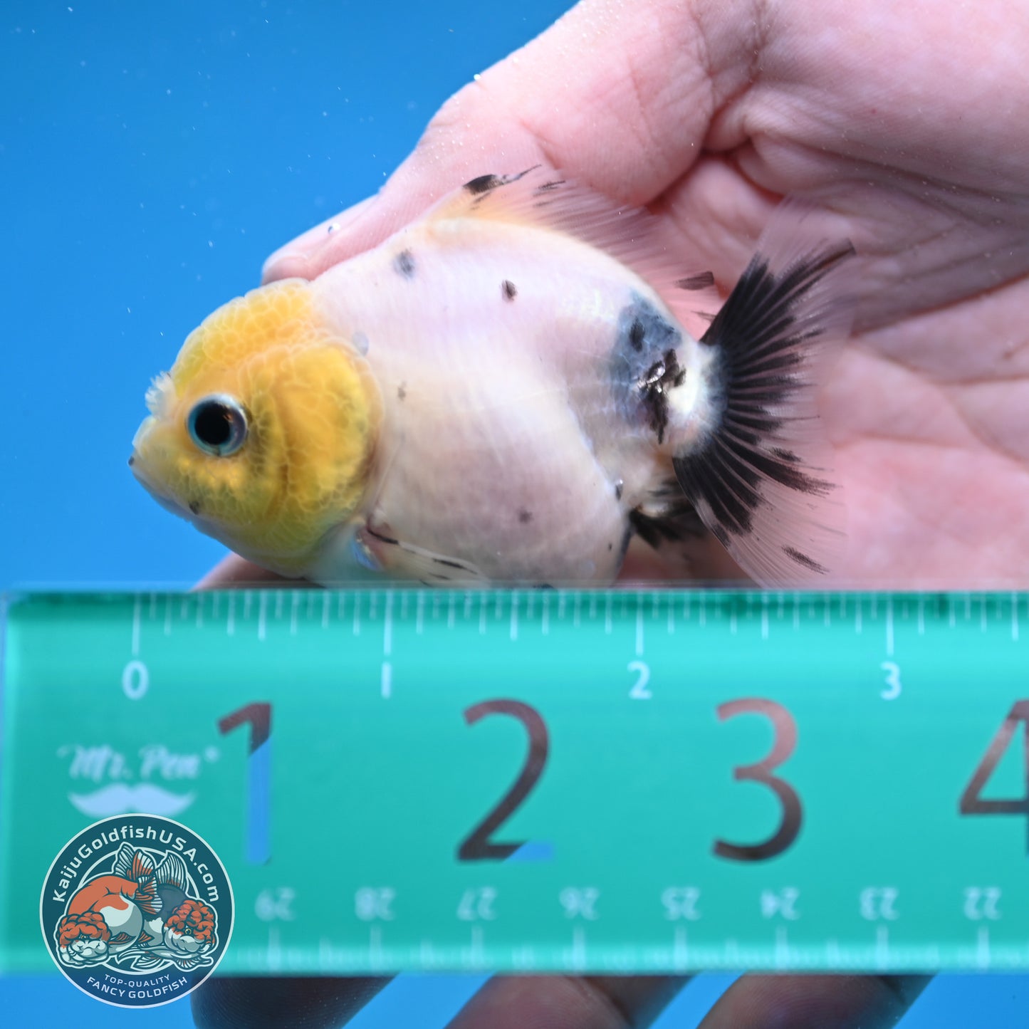 Juvenile Oranda 2.5 inch Body (260116_OR17)