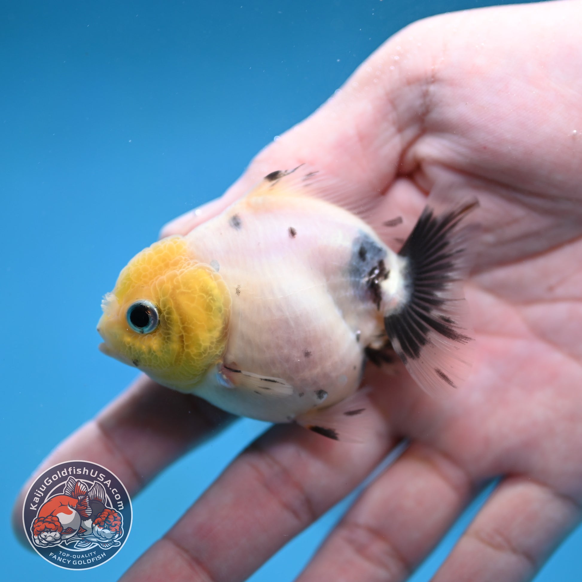 Juvenile Oranda 2.5 inch Body (260116_OR17)