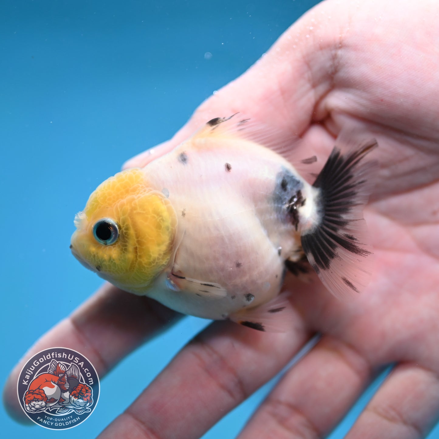 Juvenile Oranda 2.5 inch Body (260116_OR17)