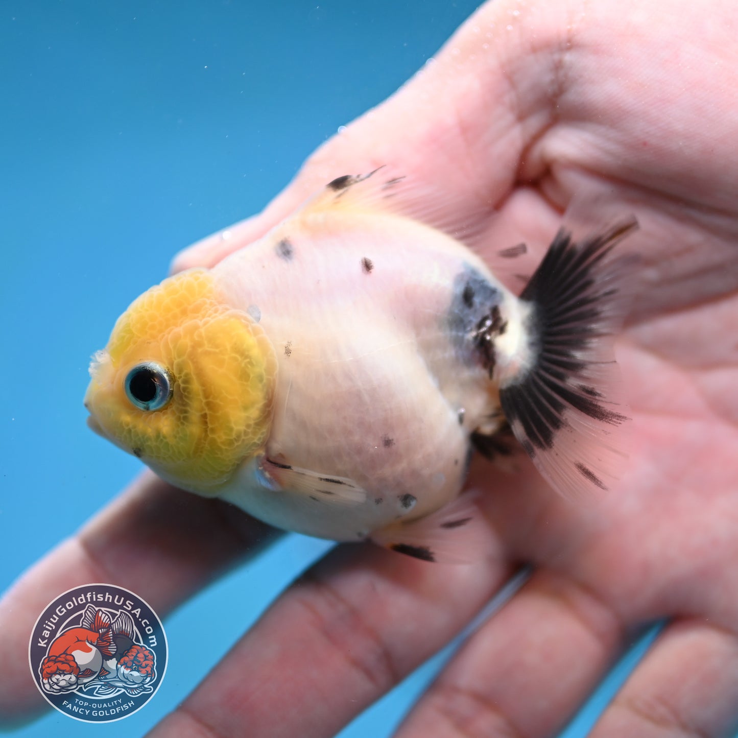 Juvenile Oranda 2.5 inch Body (260116_OR17)