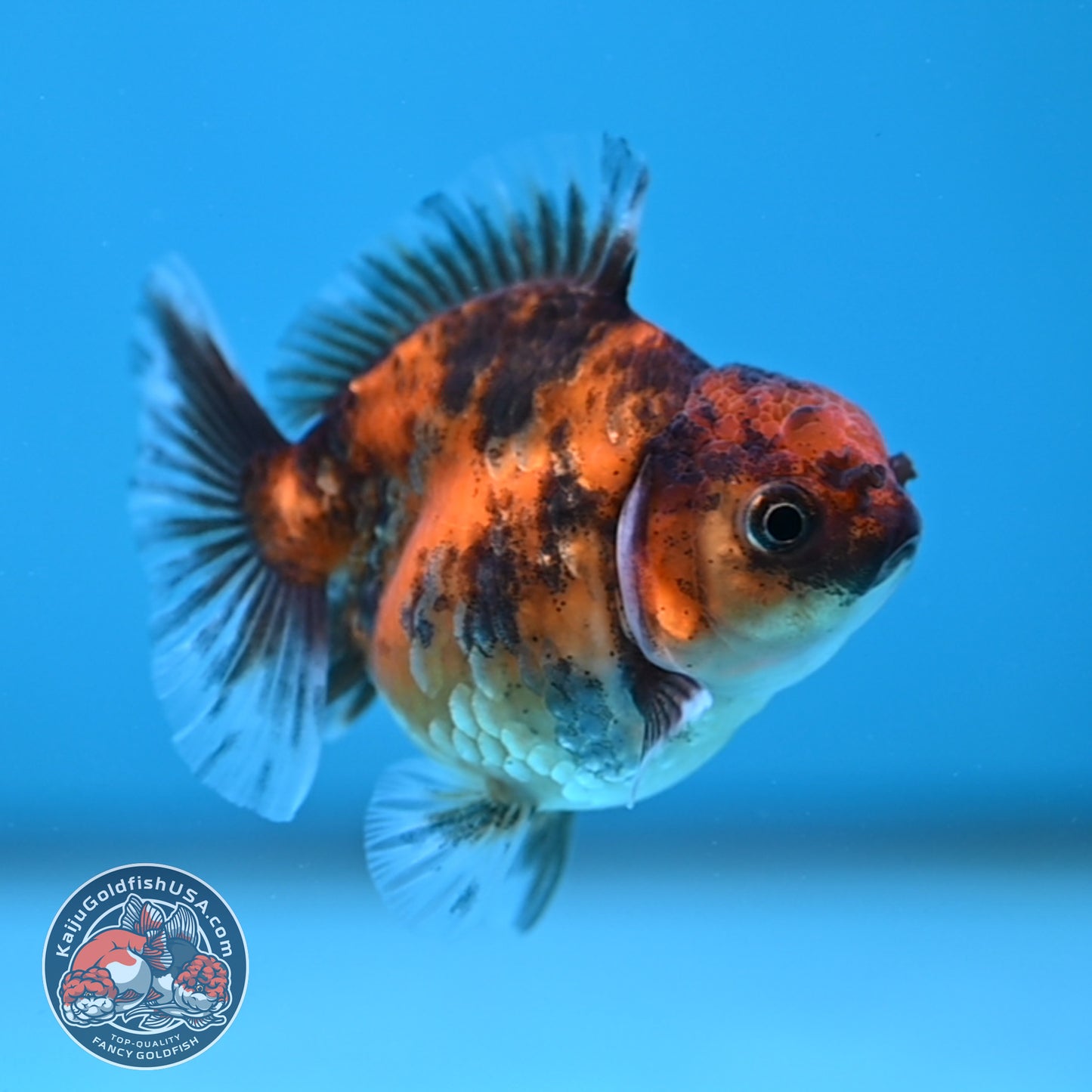 Juvenile Oranda 2.5 inch Body (260116_OR18)
