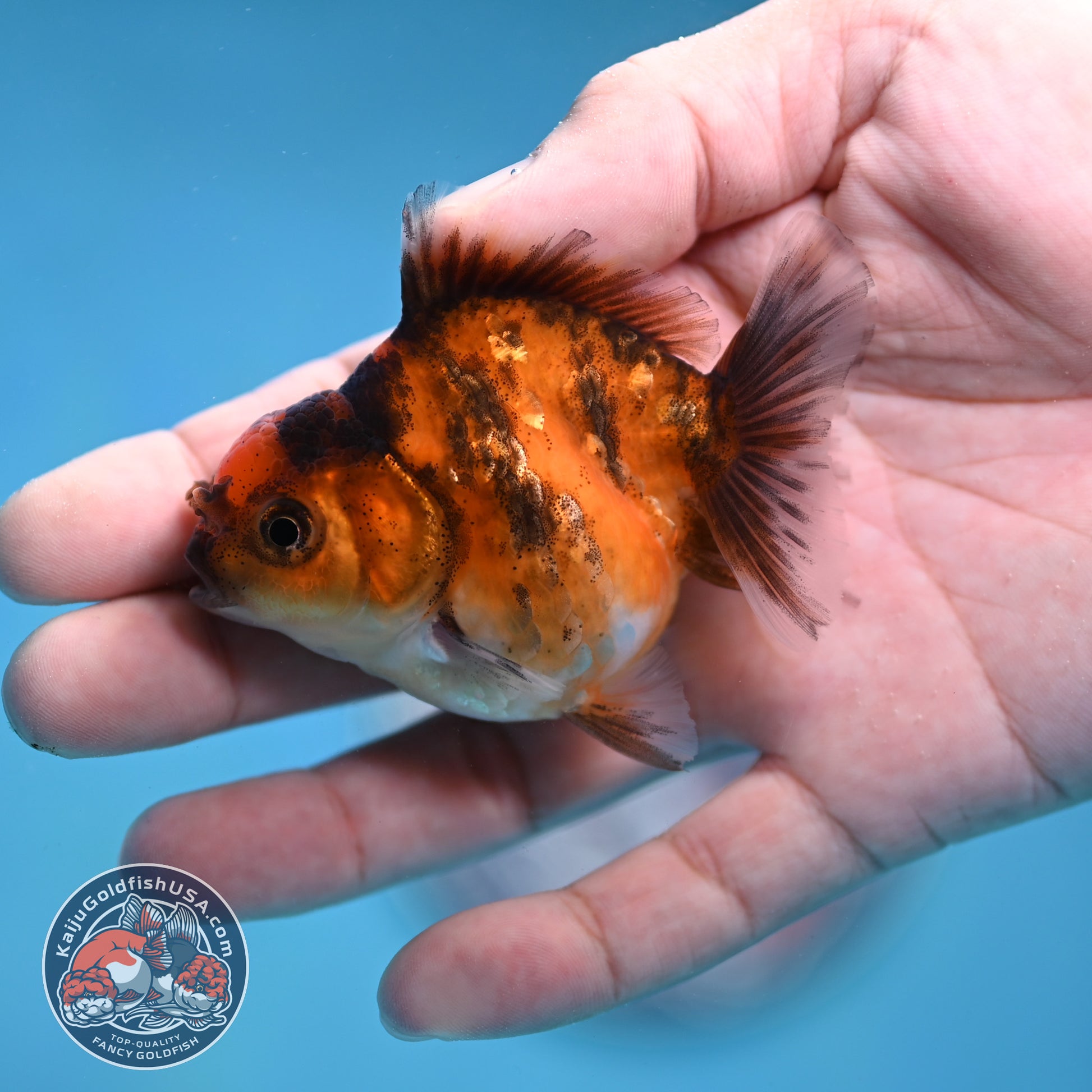 Juvenile Oranda 2.5 inch Body (260116_OR18)