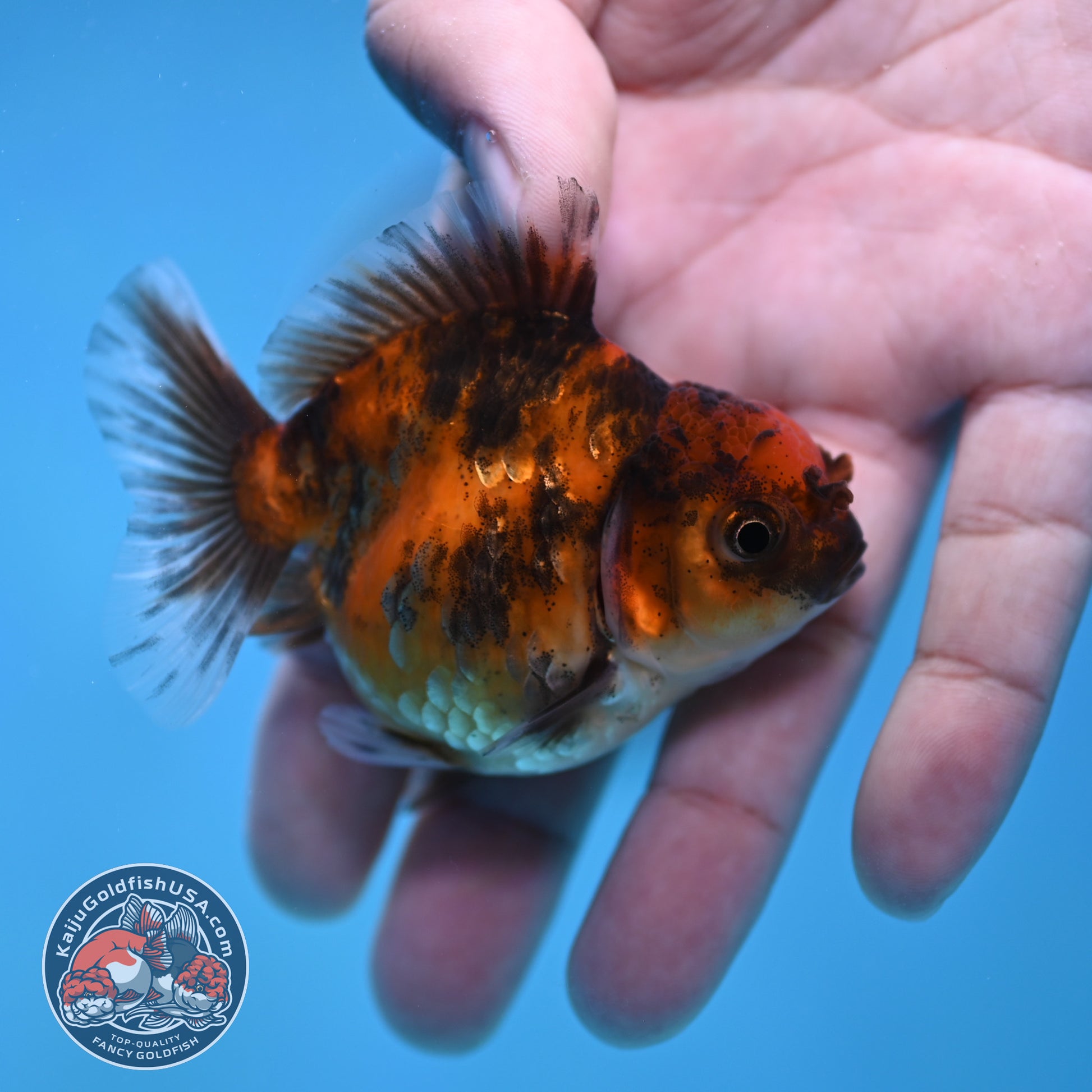 Juvenile Oranda 2.5 inch Body (260116_OR18)
