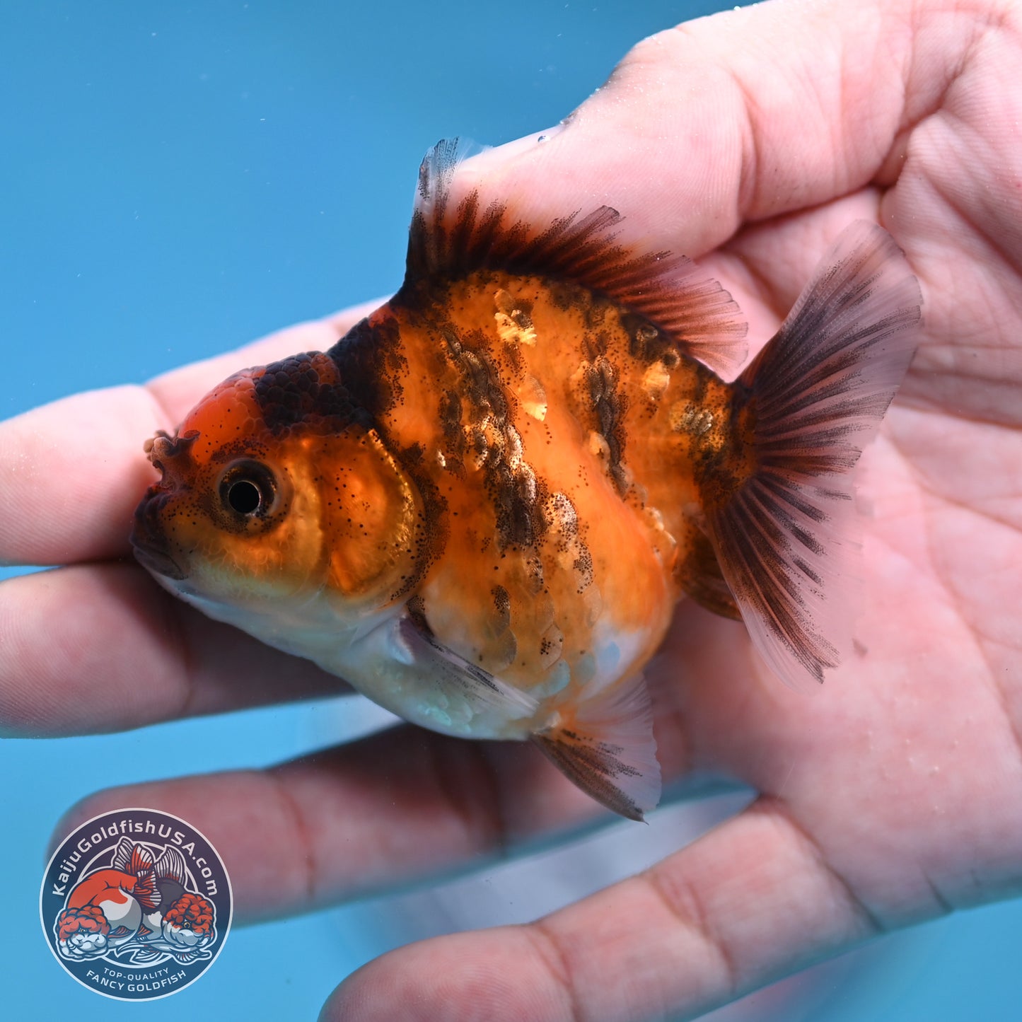 Juvenile Oranda 2.5 inch Body (260116_OR18)