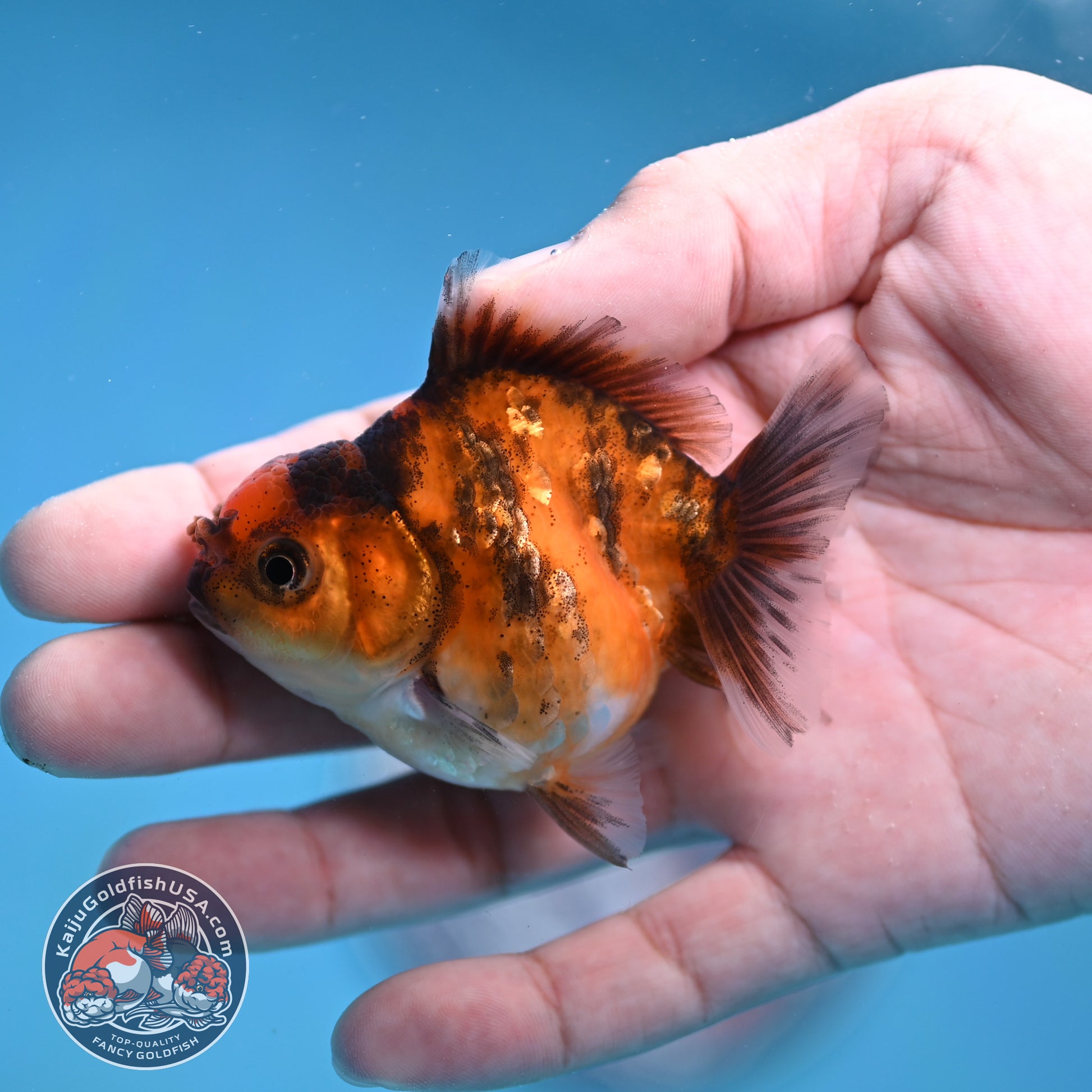 Juvenile Oranda 2.5 inch Body (260116_OR18)
