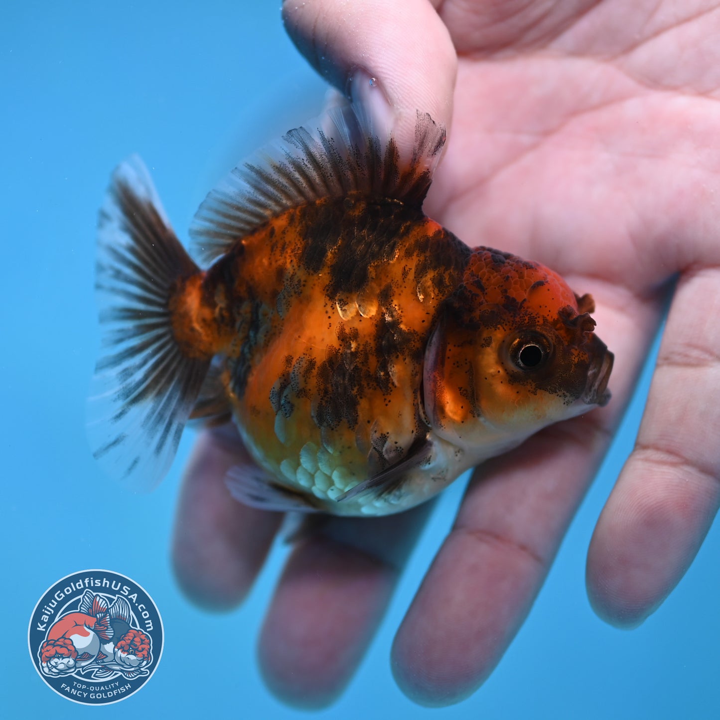 Juvenile Oranda 2.5 inch Body (260116_OR18)