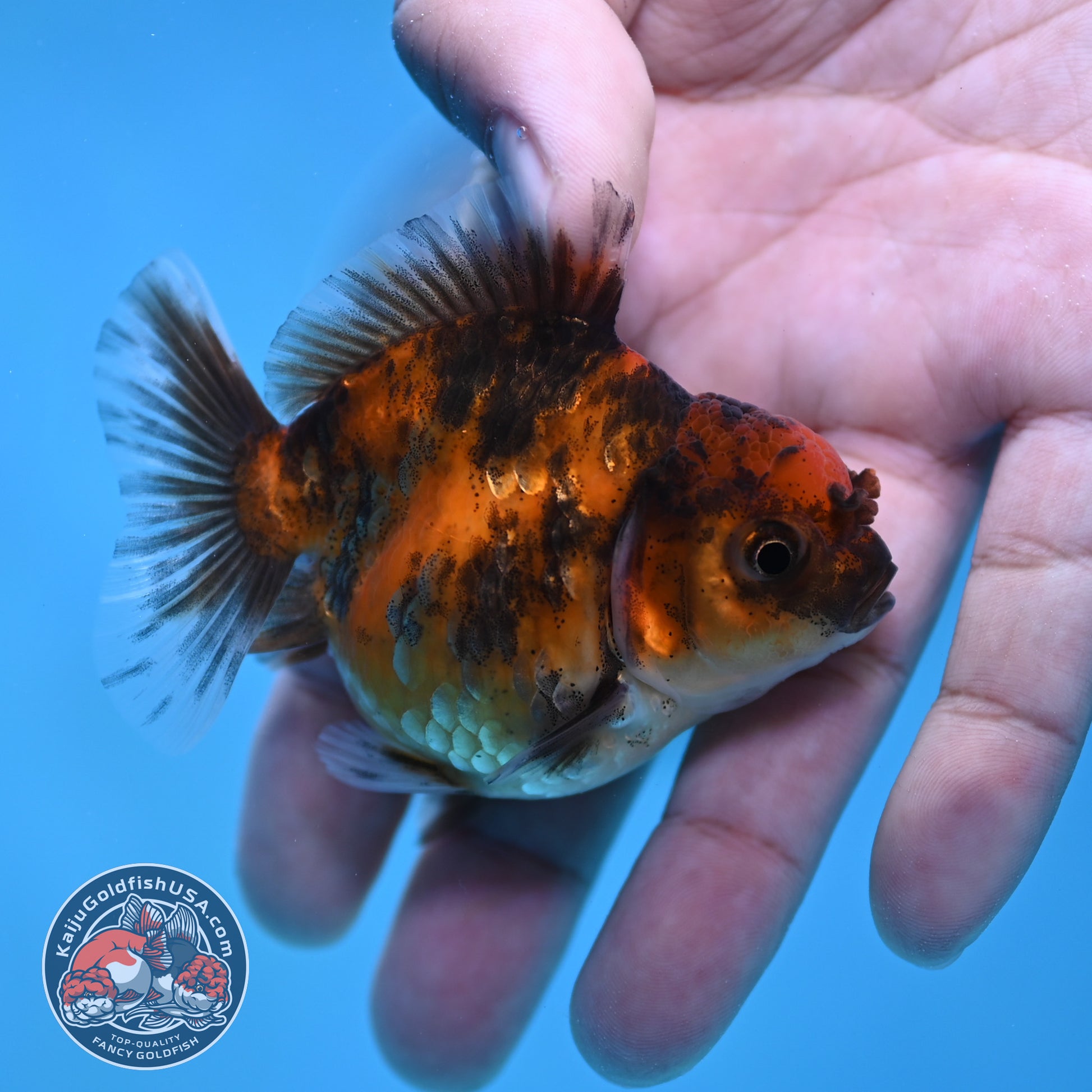 Juvenile Oranda 2.5 inch Body (260116_OR18)