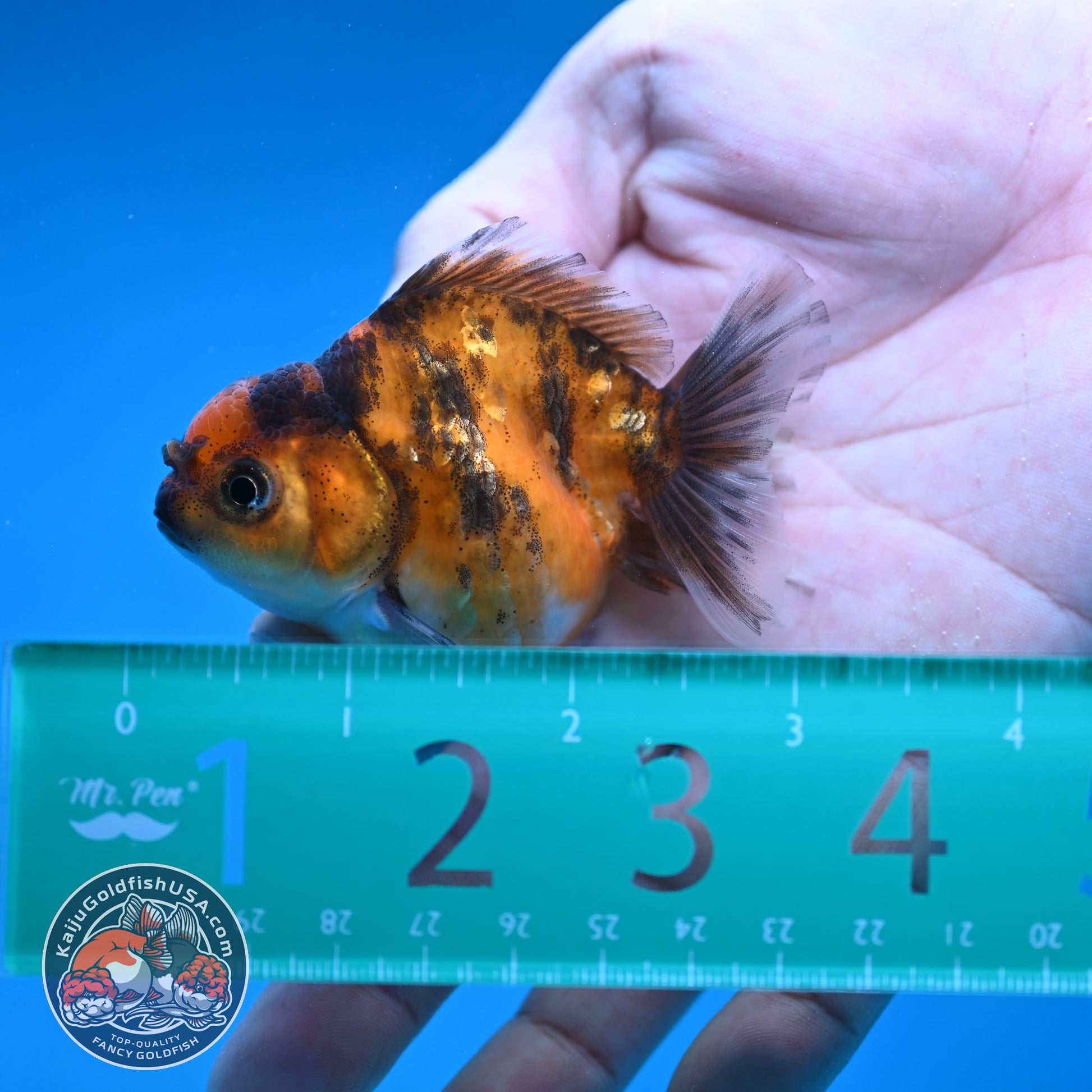 Juvenile Oranda 2.5 inch Body (260116_OR18)
