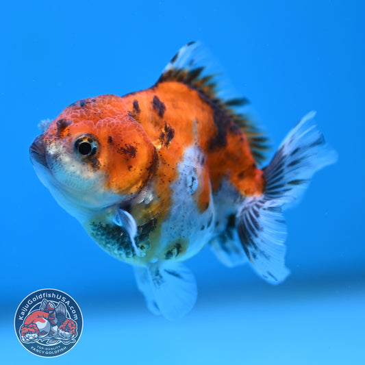 Juvenile Oranda 2.5 inch Body (260116_OR19)