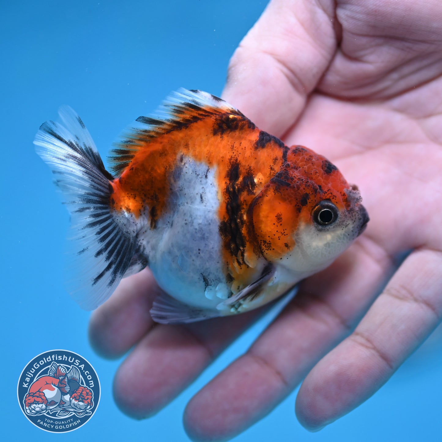 Juvenile Oranda 2.5 inch Body (260116_OR19)