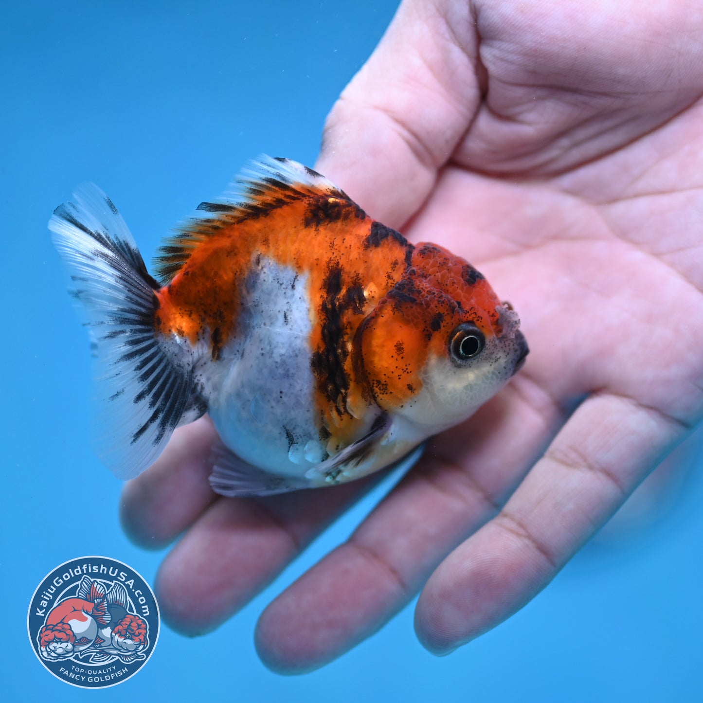 Juvenile Oranda 2.5 inch Body (260116_OR19)