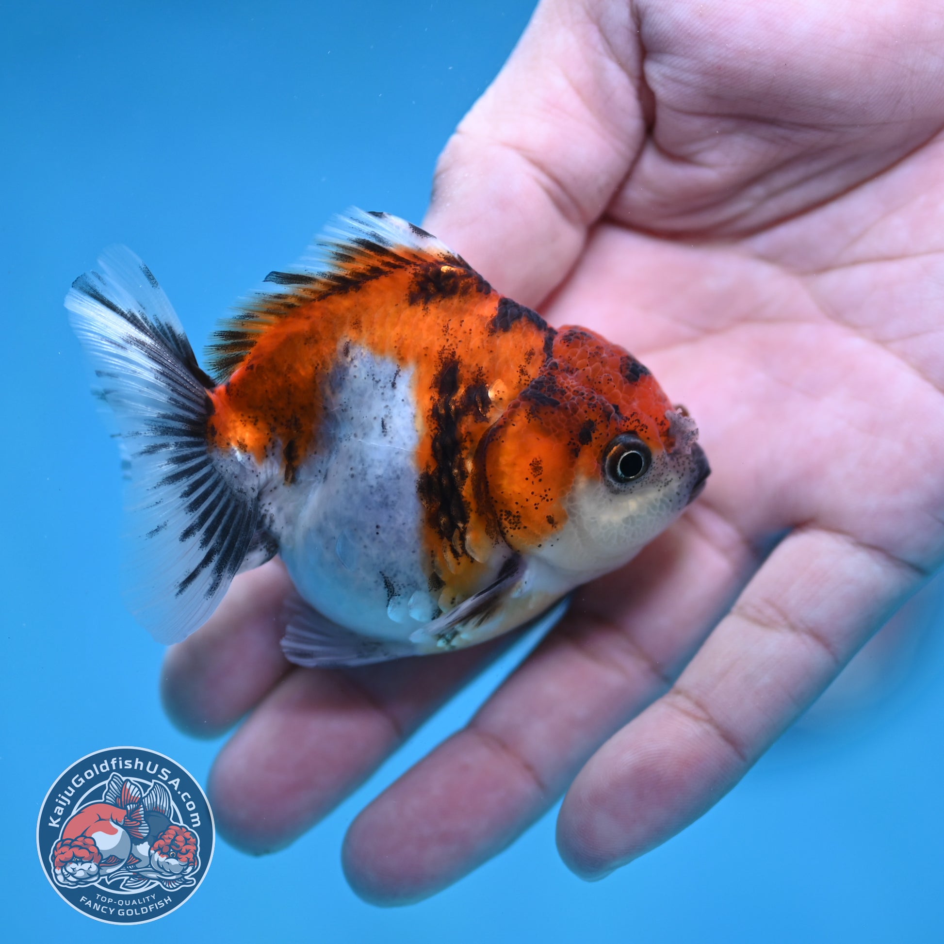 Juvenile Oranda 2.5 inch Body (260116_OR19)
