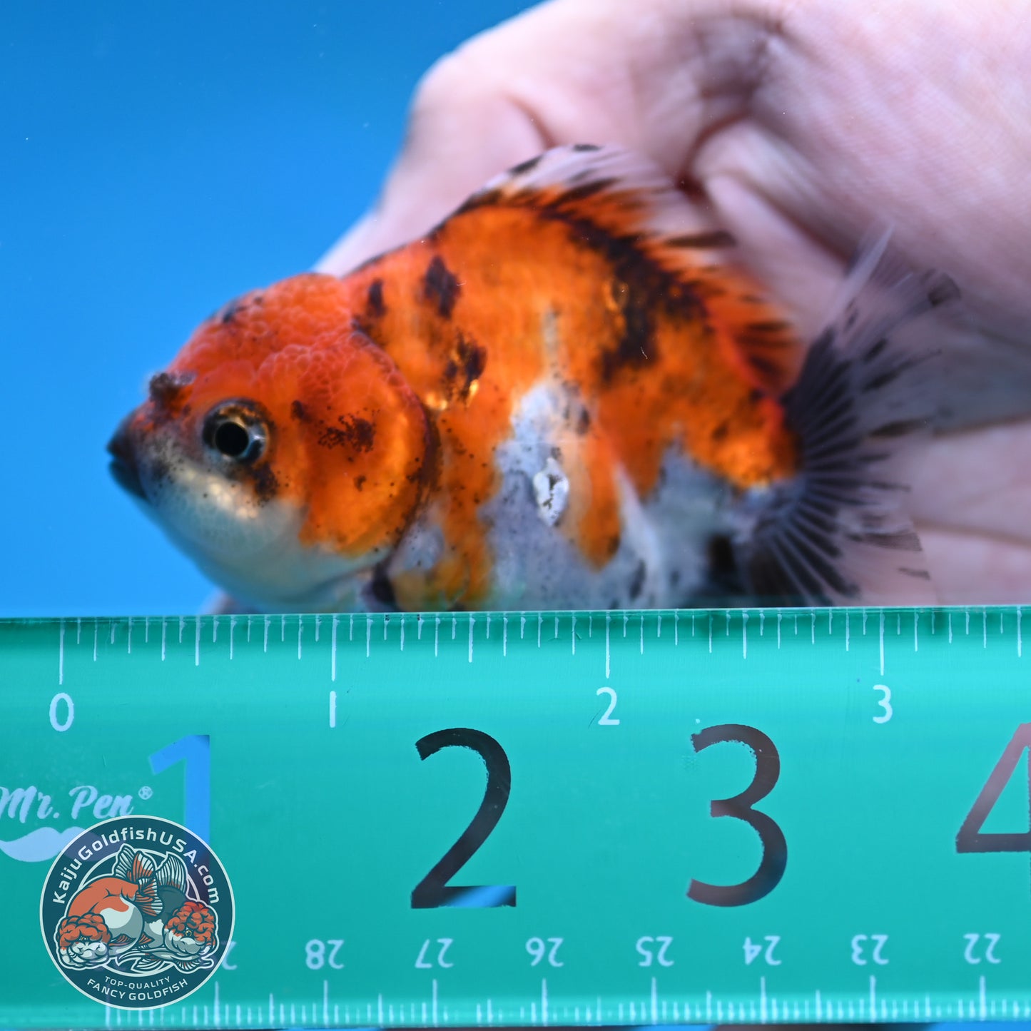 Juvenile Oranda 2.5 inch Body (260116_OR19)