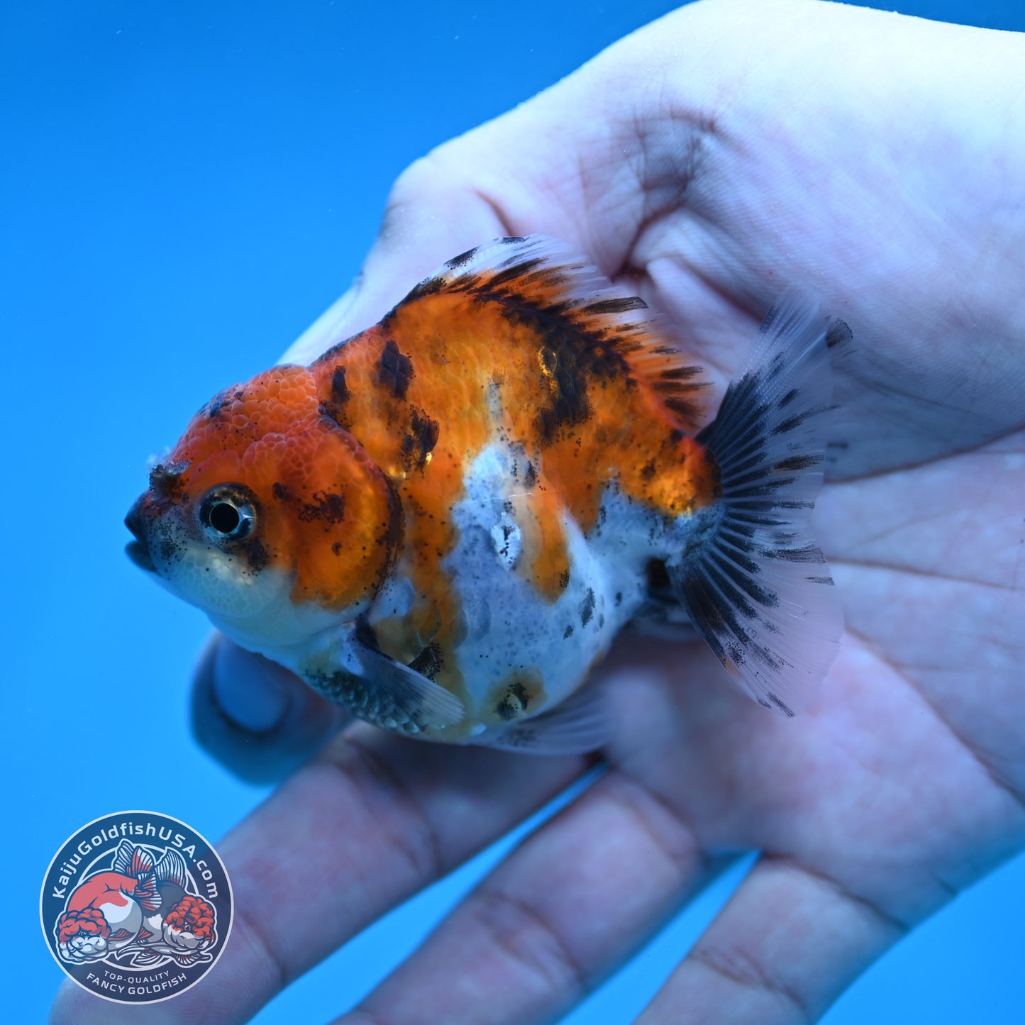 Juvenile Oranda 2.5 inch Body (260116_OR19)