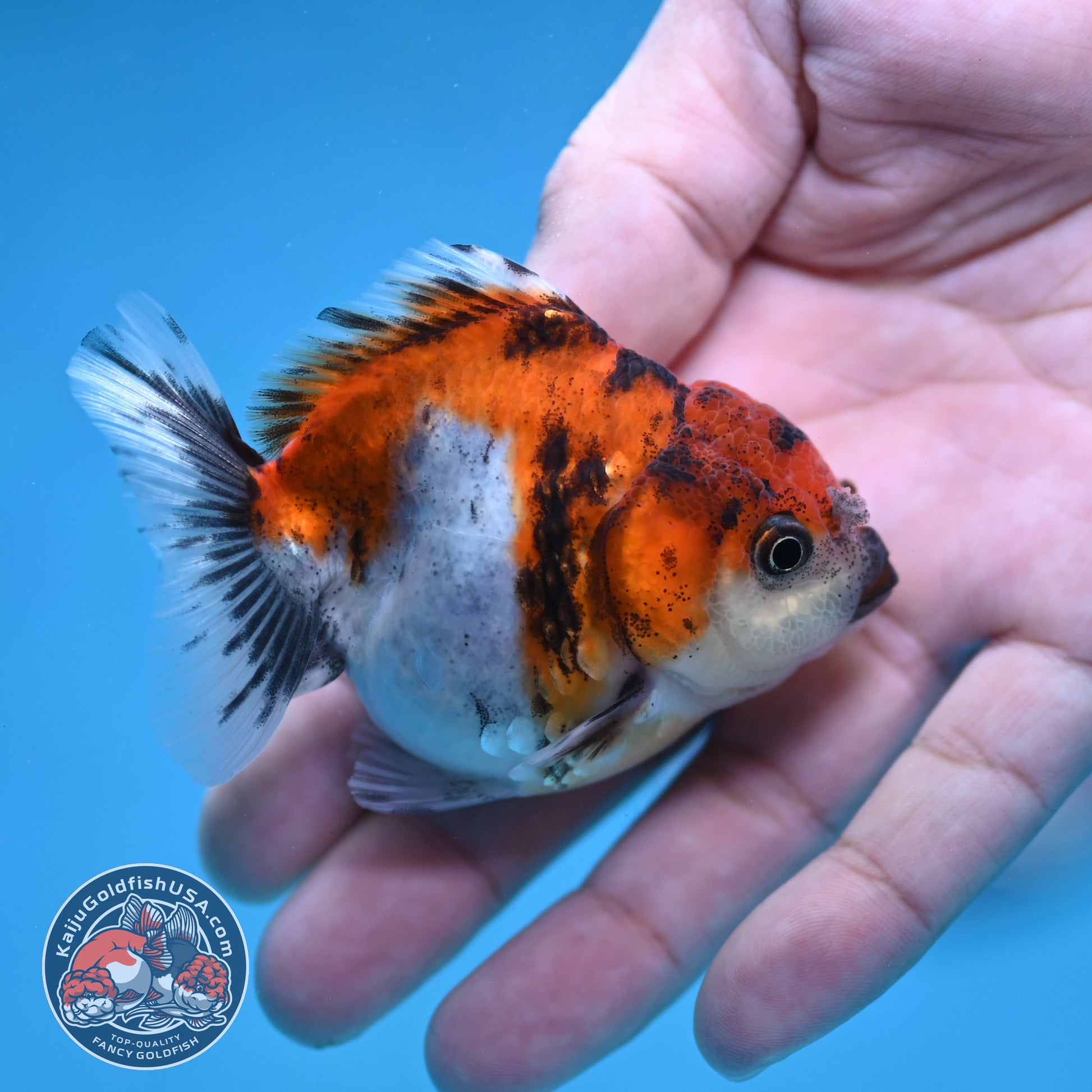 Juvenile Oranda 2.5 inch Body (260116_OR19)