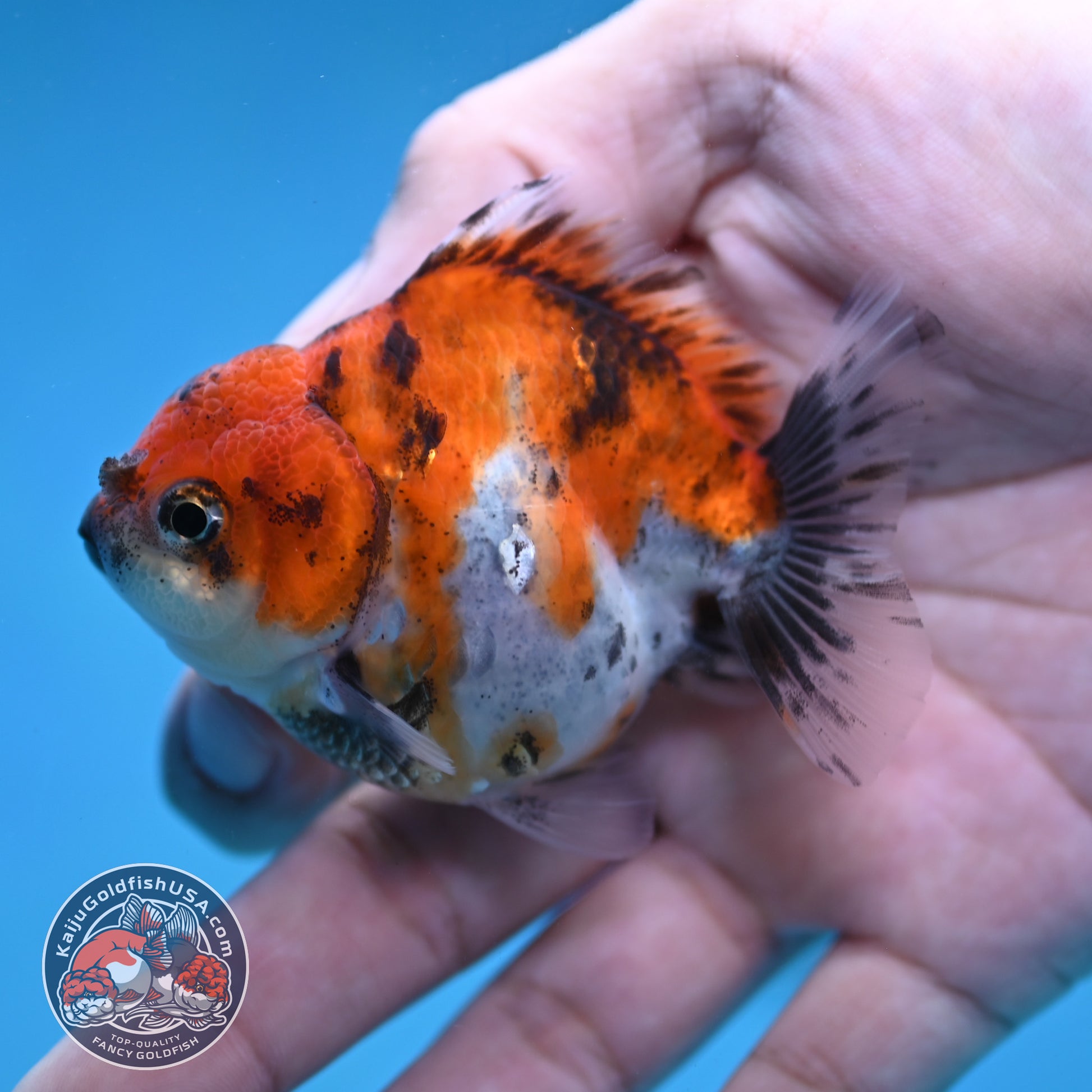 Juvenile Oranda 2.5 inch Body (260116_OR19)