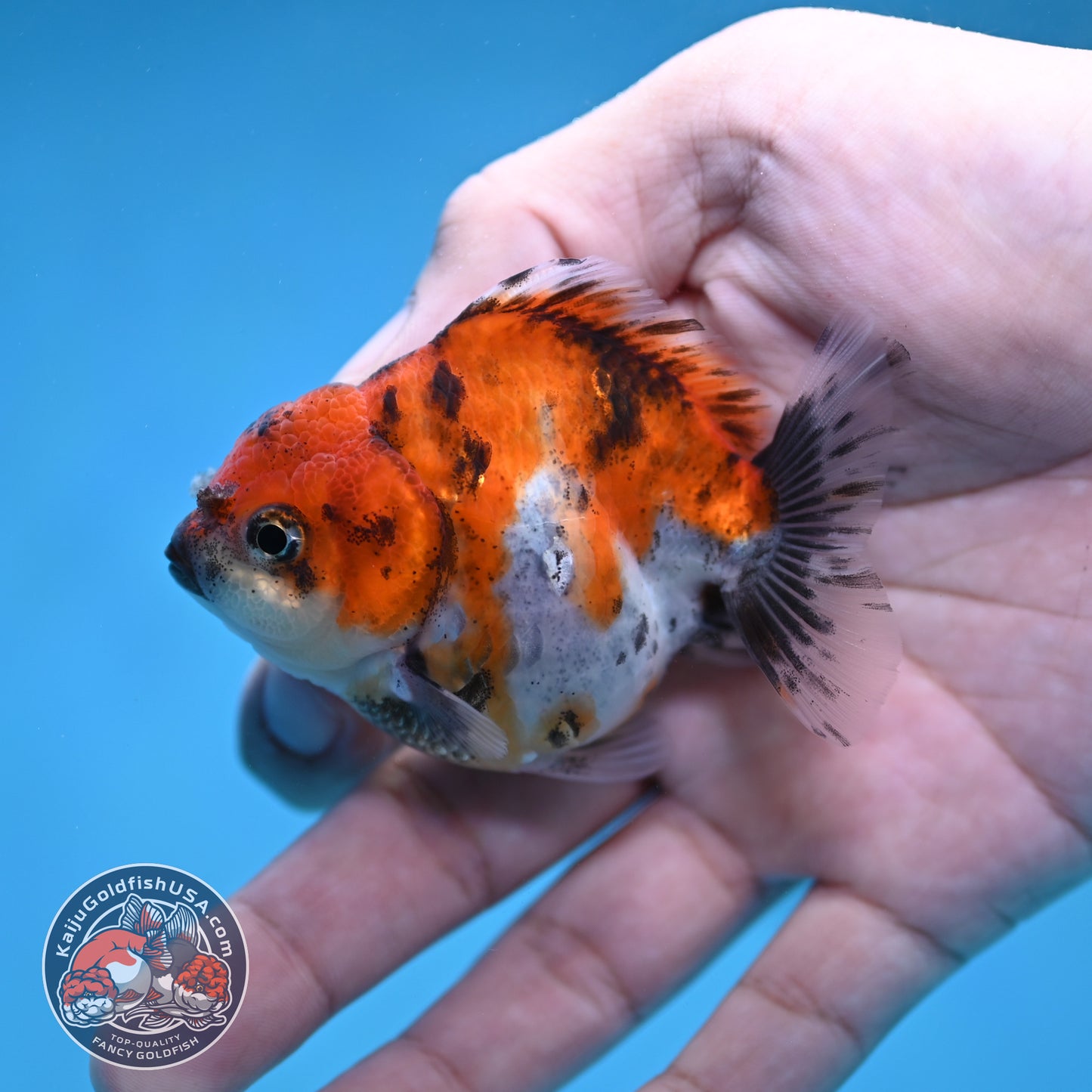 Juvenile Oranda 2.5 inch Body (260116_OR19)