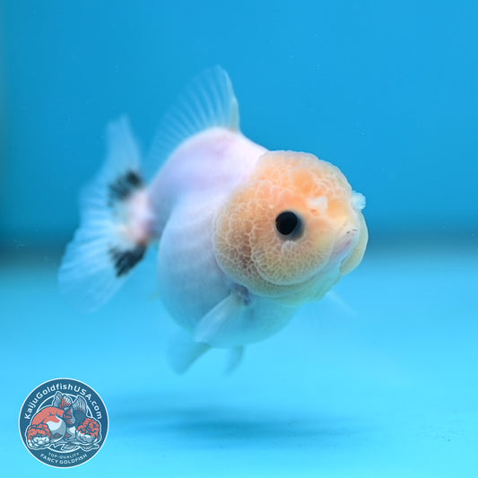 Juvenile Oranda 2.5 inch Body (260116_OR20)