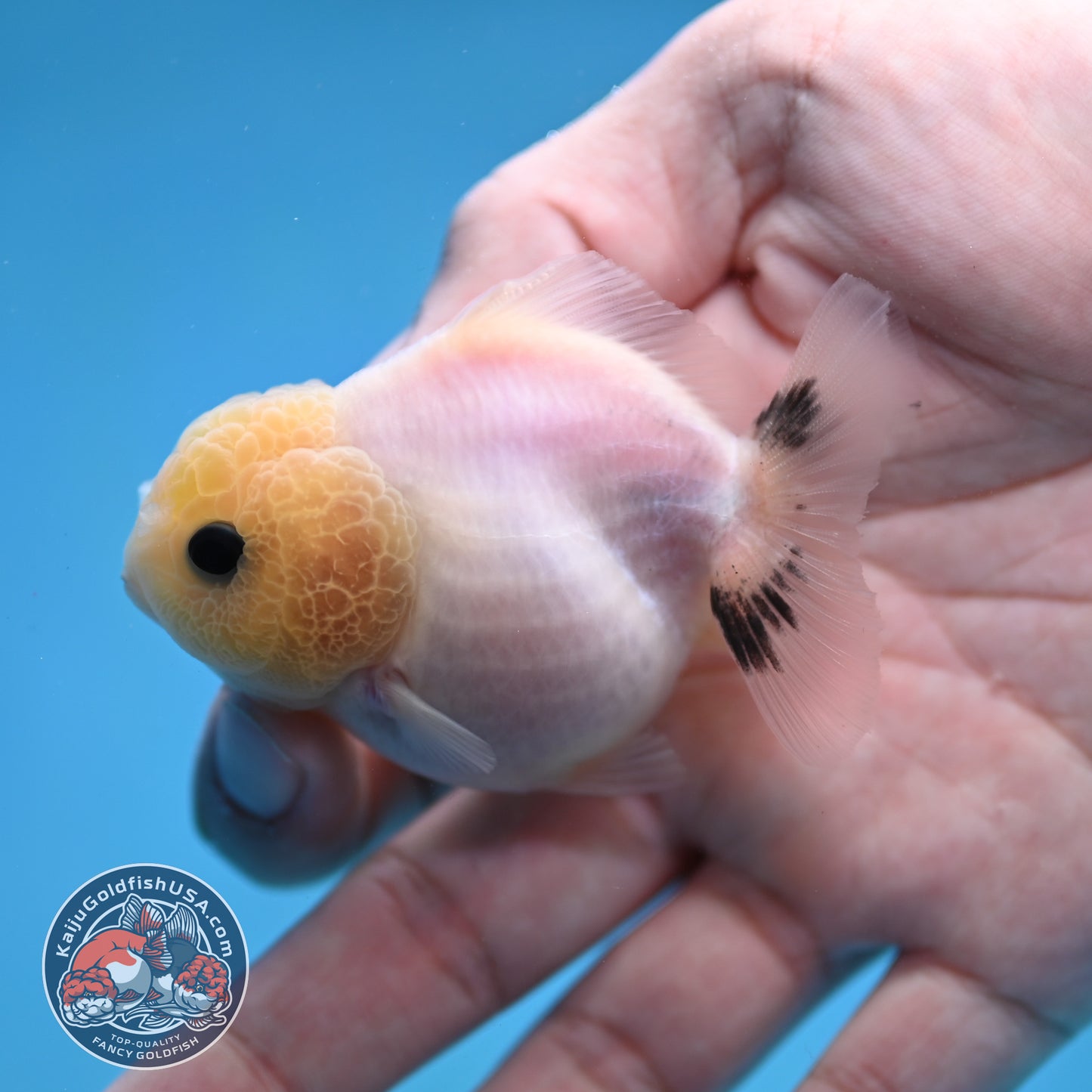 Juvenile Oranda 2.5 inch Body (260116_OR20)