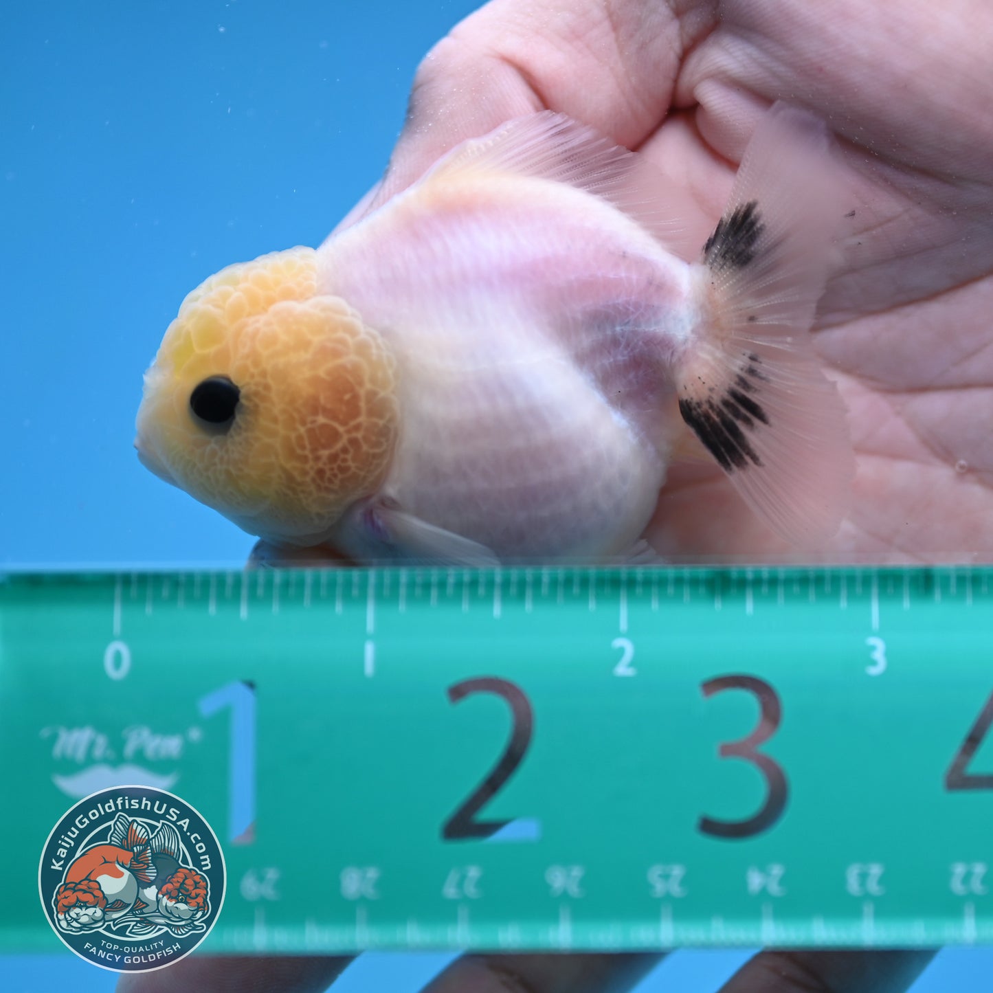 Juvenile Oranda 2.5 inch Body (260116_OR20)