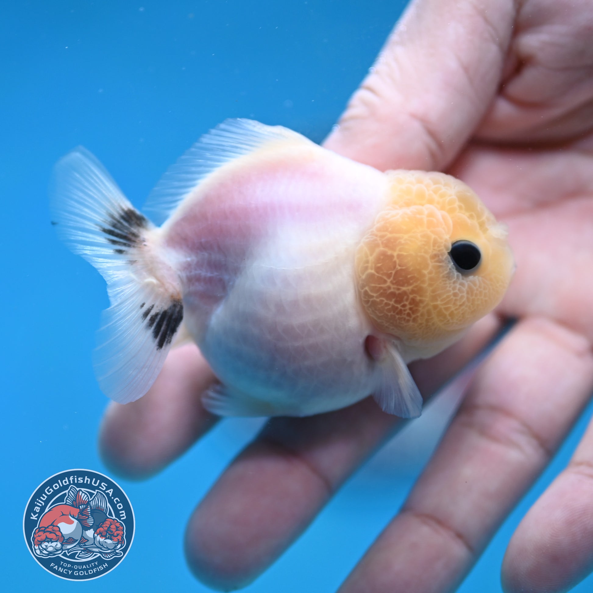 Juvenile Oranda 2.5 inch Body (260116_OR20)