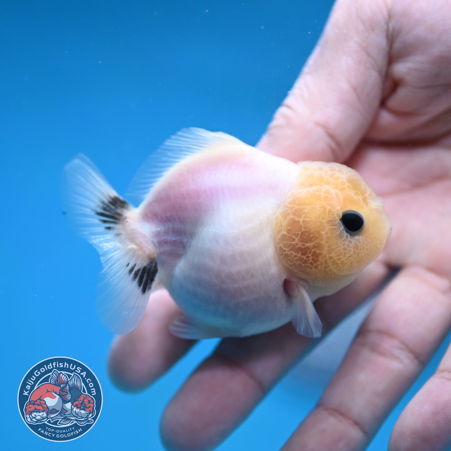 Juvenile Oranda 2.5 inch Body (260116_OR20)