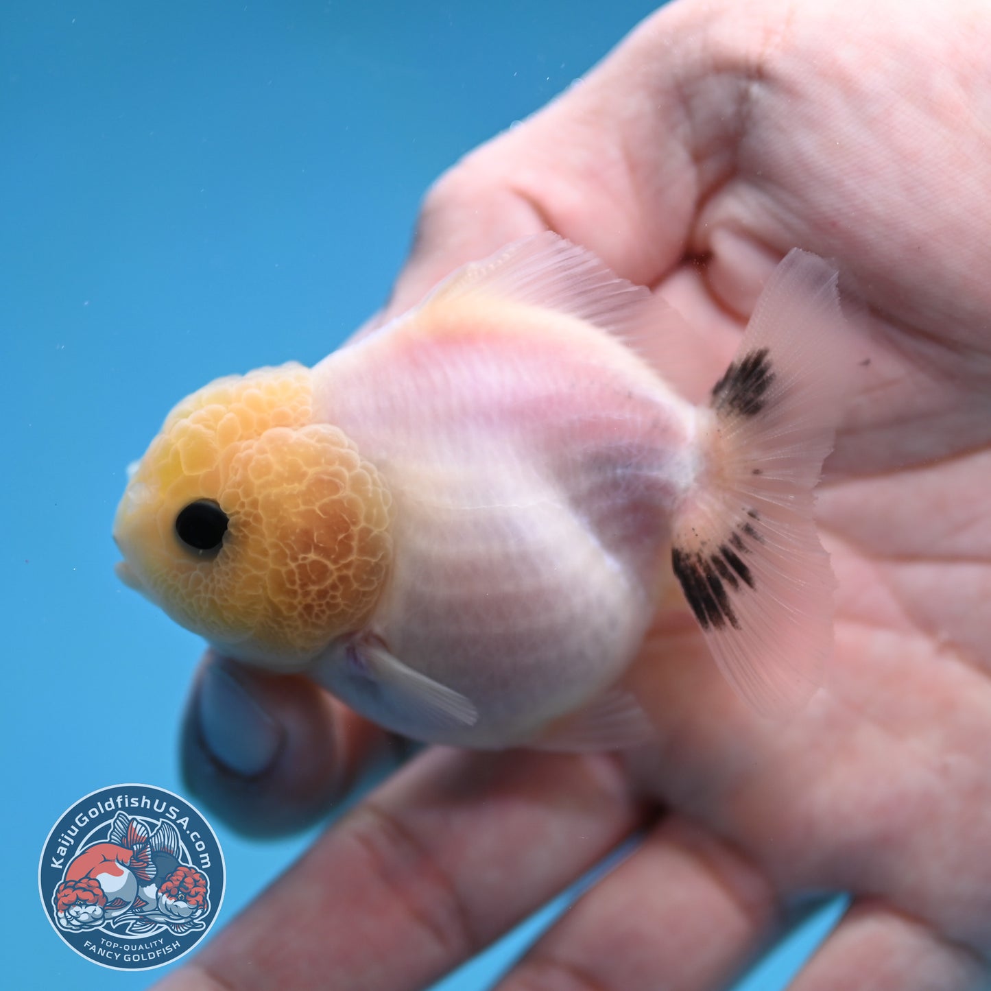 Juvenile Oranda 2.5 inch Body (260116_OR20)