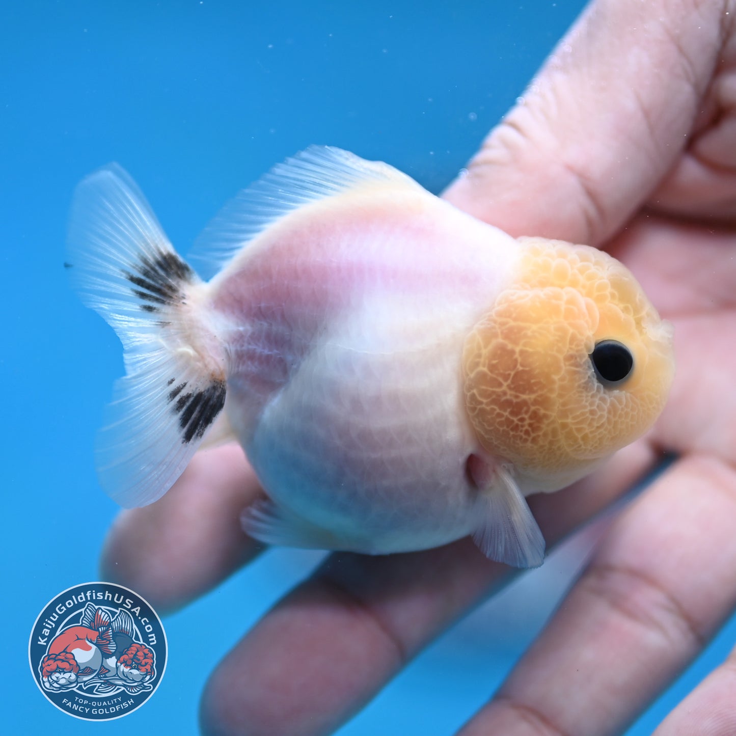 Juvenile Oranda 2.5 inch Body (260116_OR20)