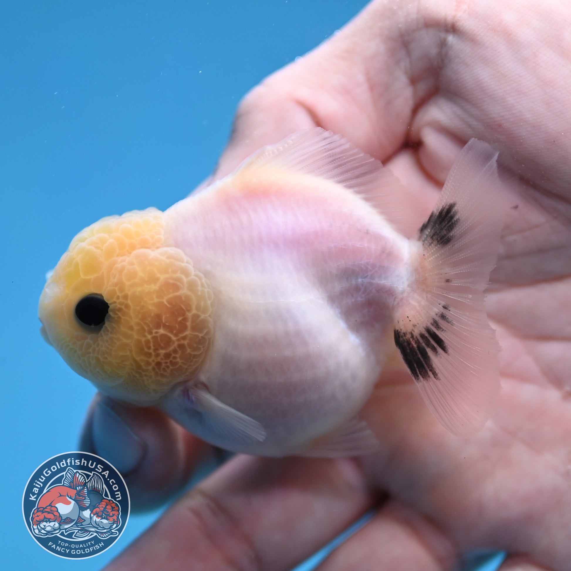Juvenile Oranda 2.5 inch Body (260116_OR20)