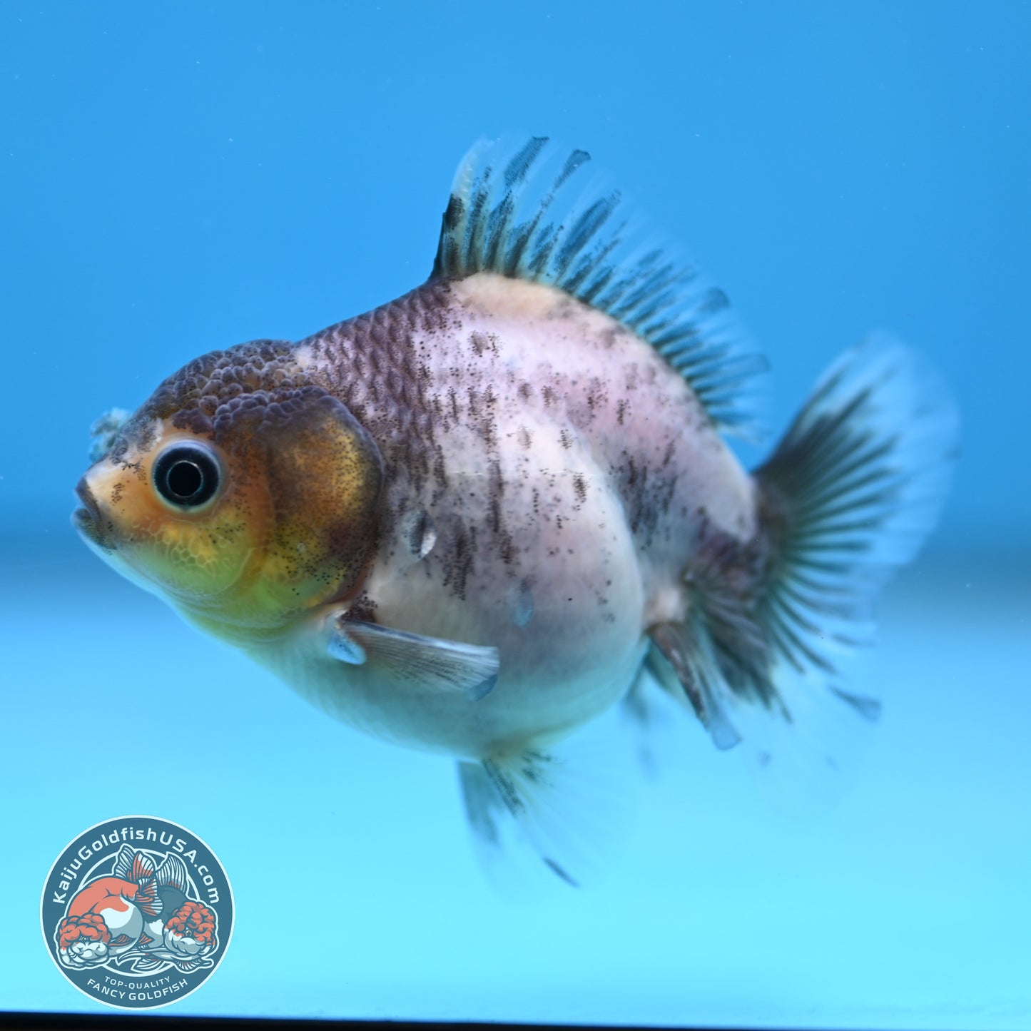 Juvenile Oranda 2.5 inch Body (260116_OR21)