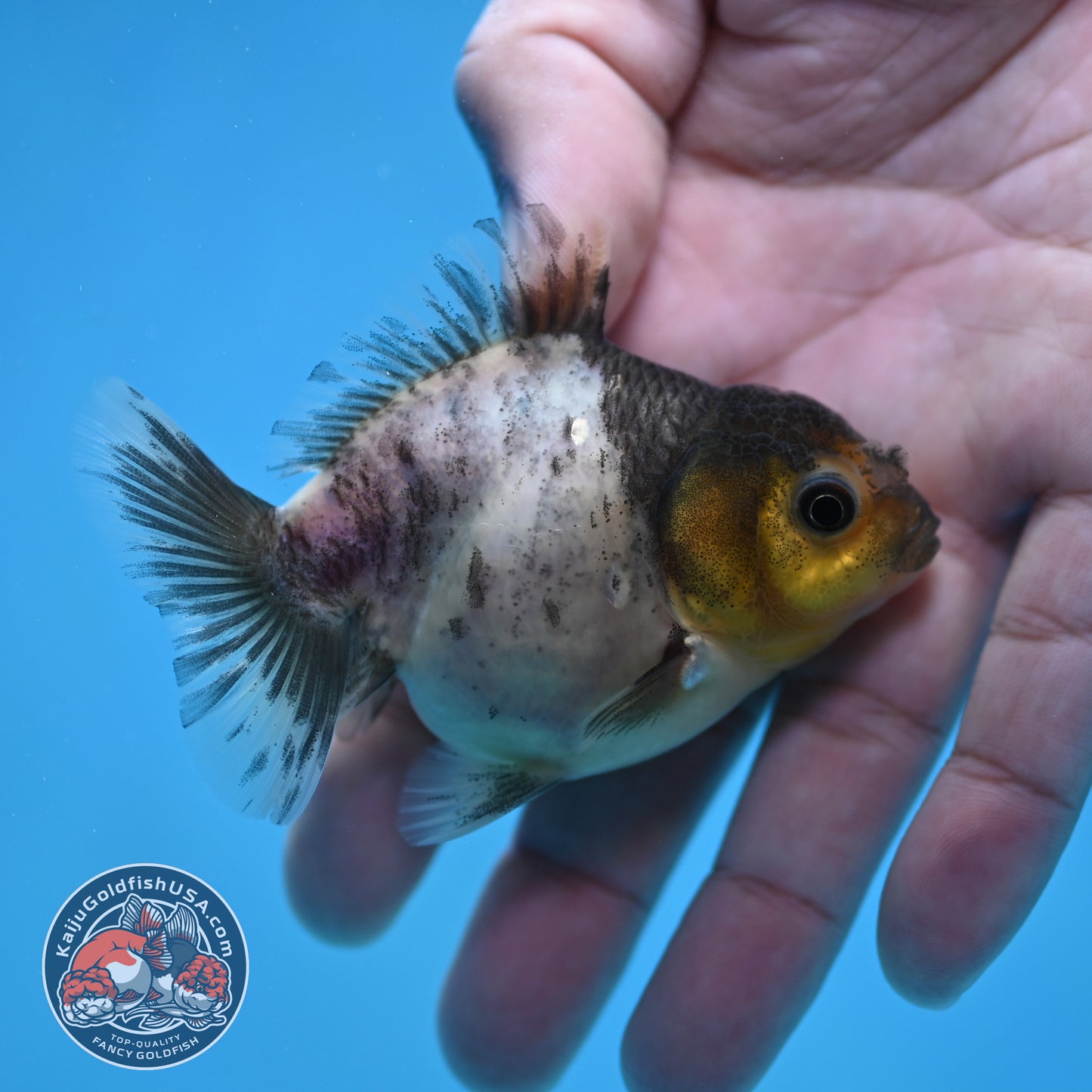 Juvenile Oranda 2.5 inch Body (260116_OR21)