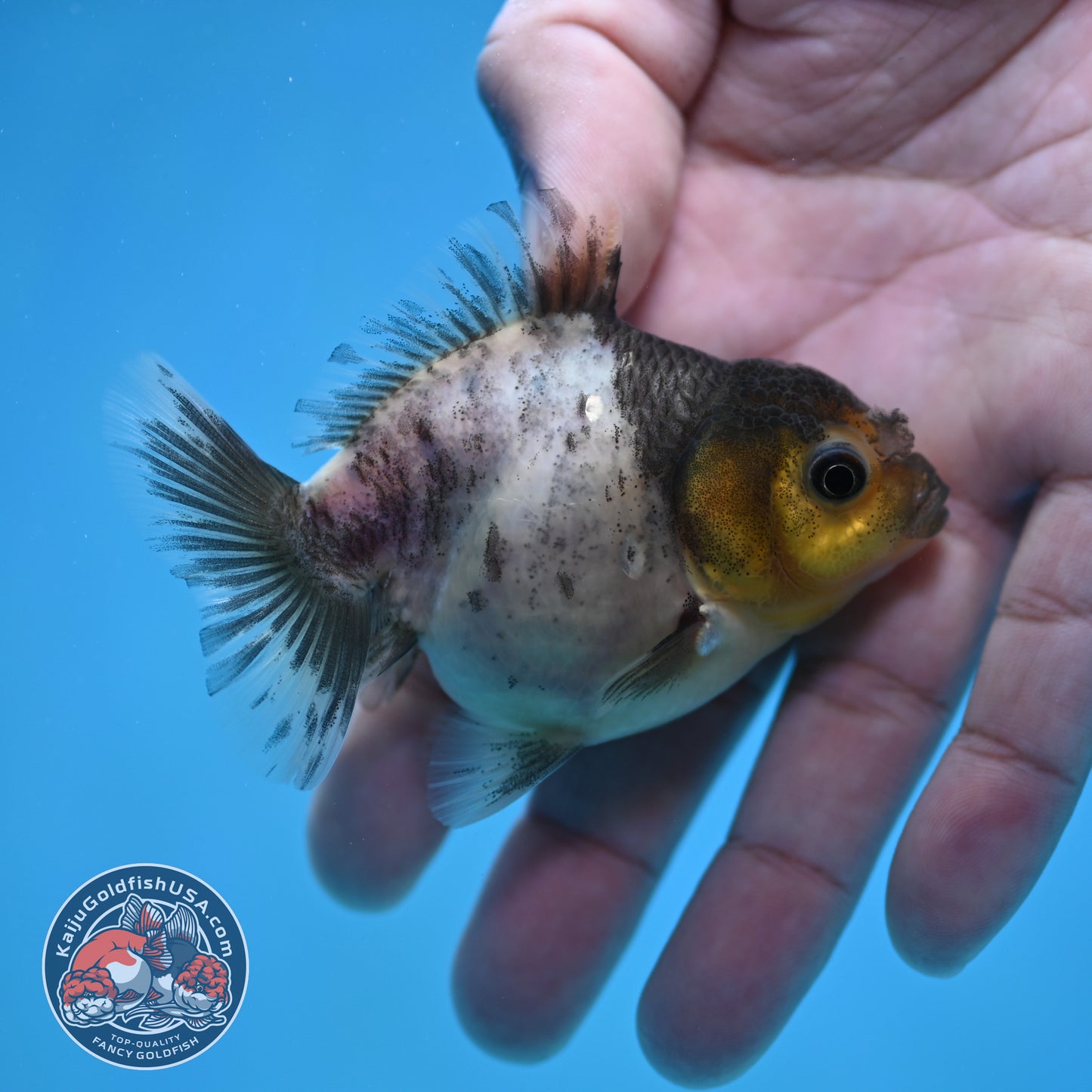 Juvenile Oranda 2.5 inch Body (260116_OR21)