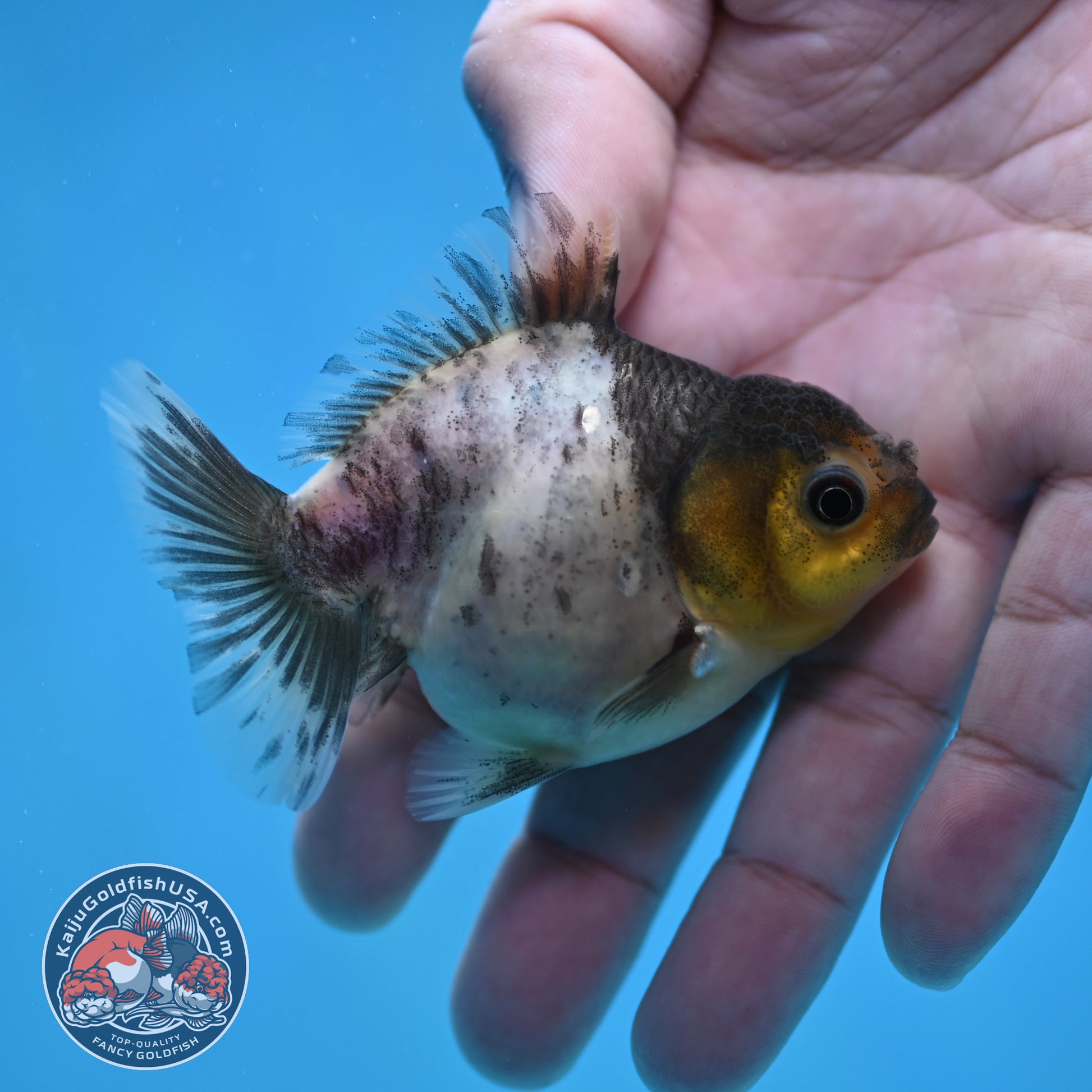 Juvenile Oranda 2.5 inch Body (260116_OR21)
